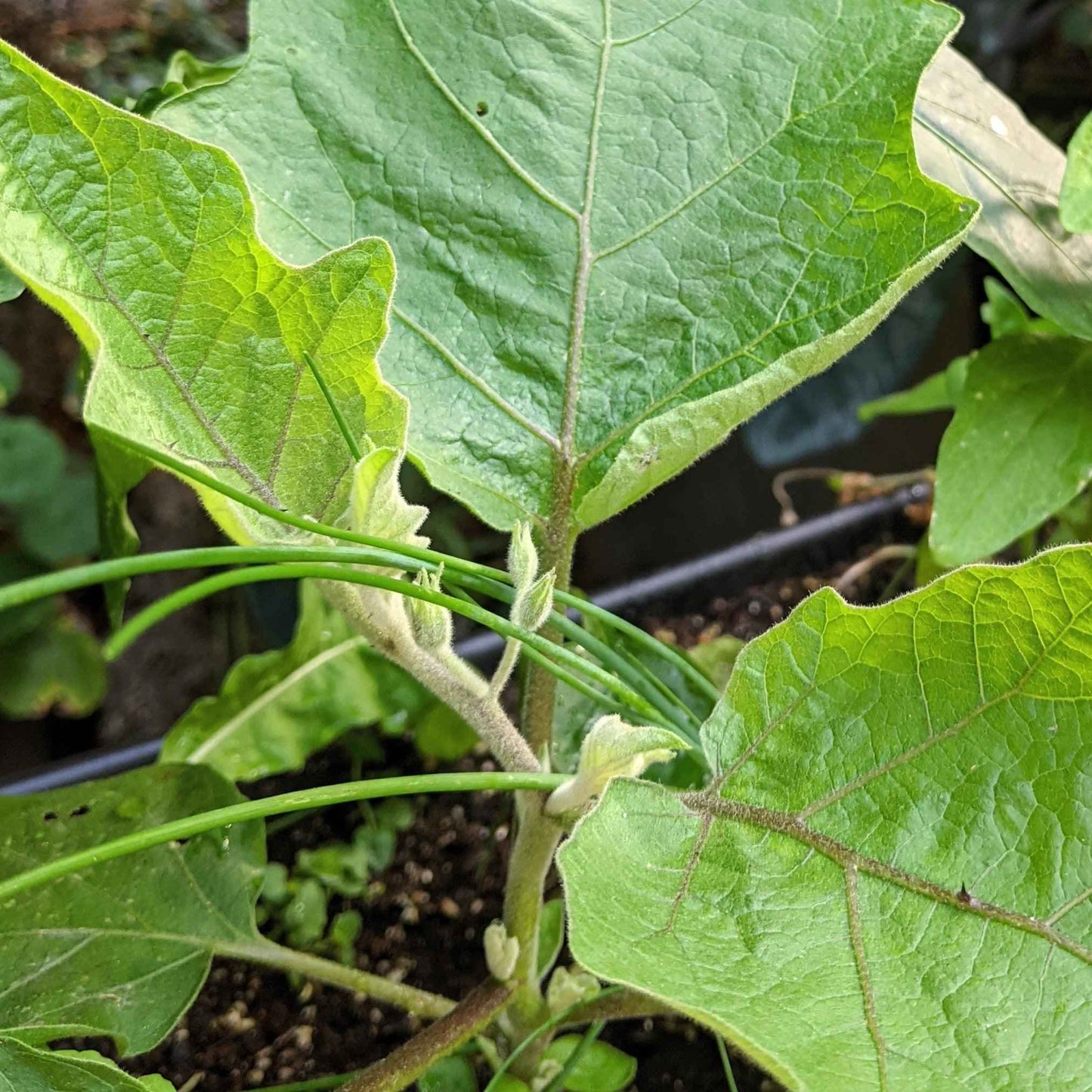 Close-up of green leaves with a plant in the background
