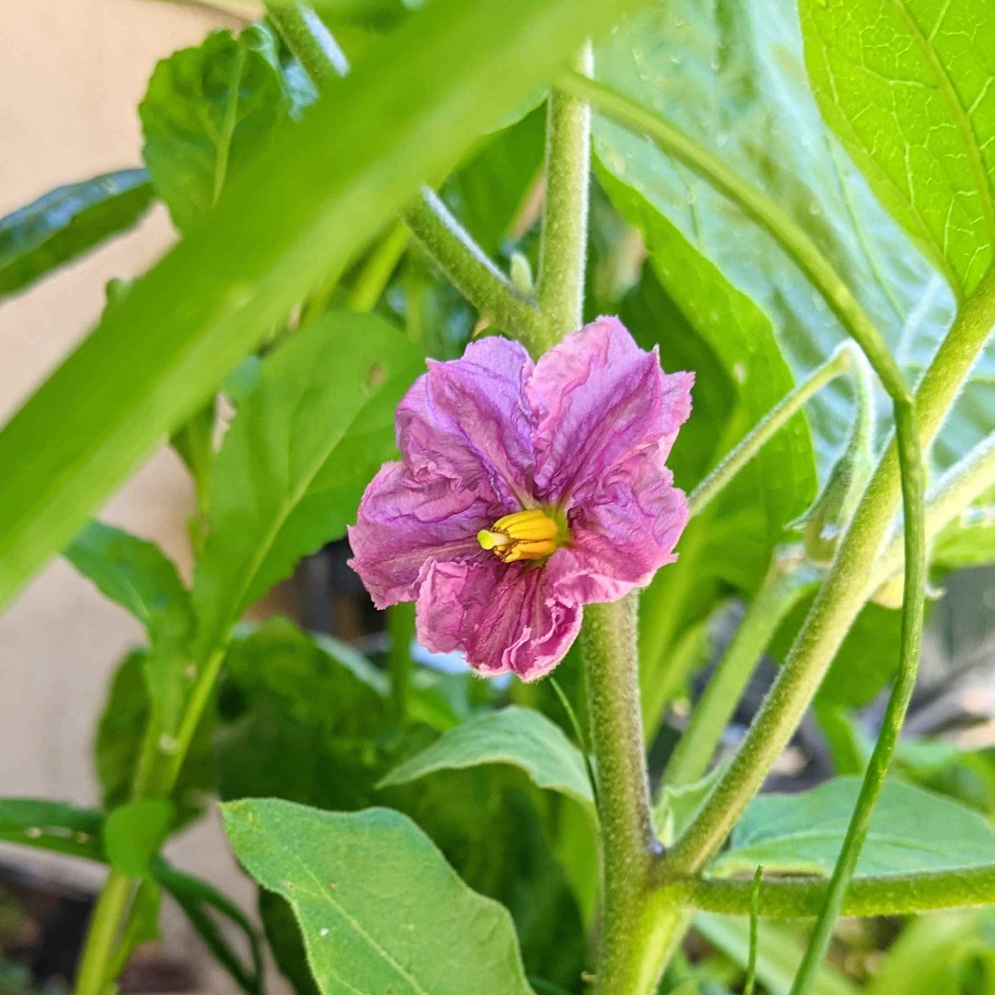 Purple flower with green leaves on a plant