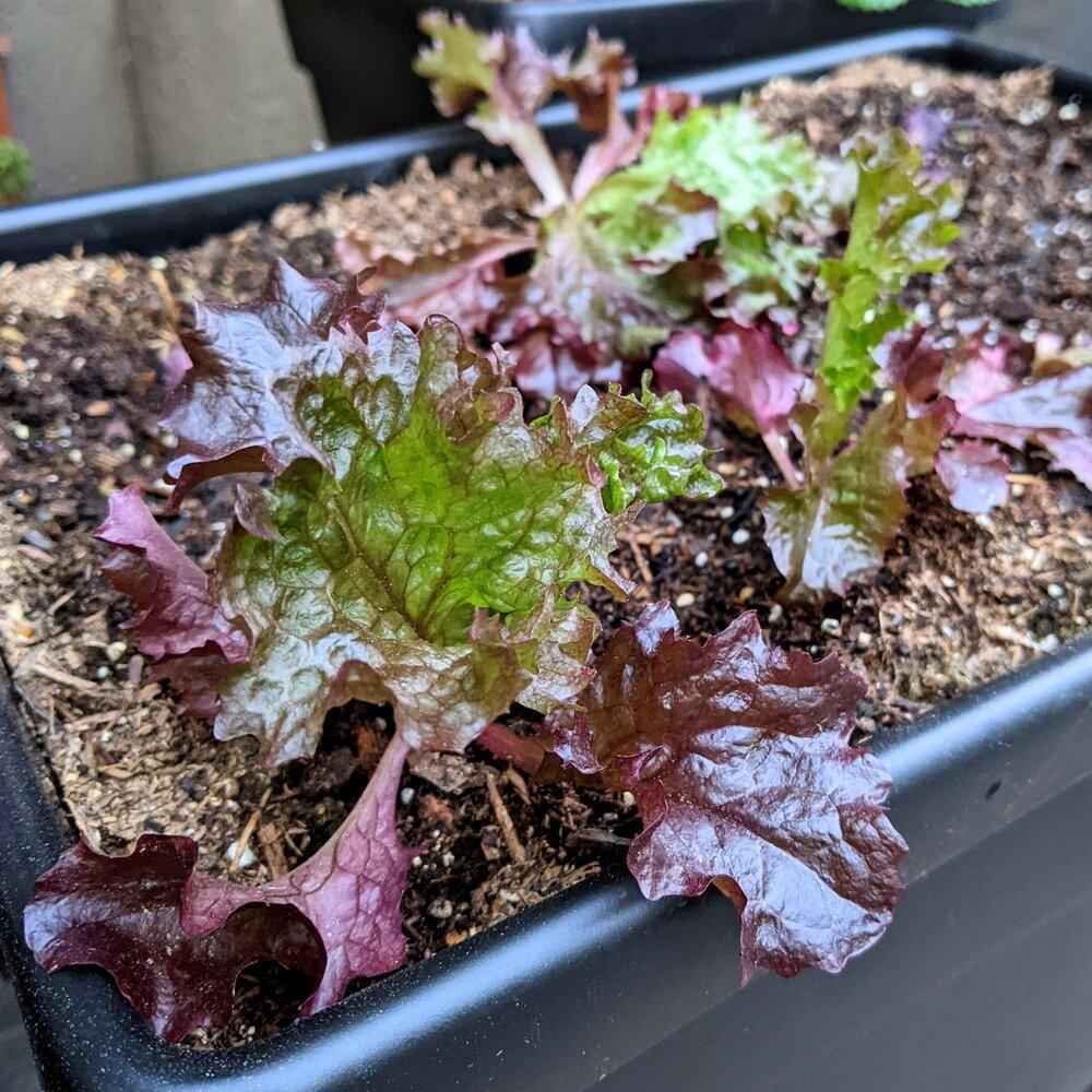 Plants with purple and green leaves in a pot of soil