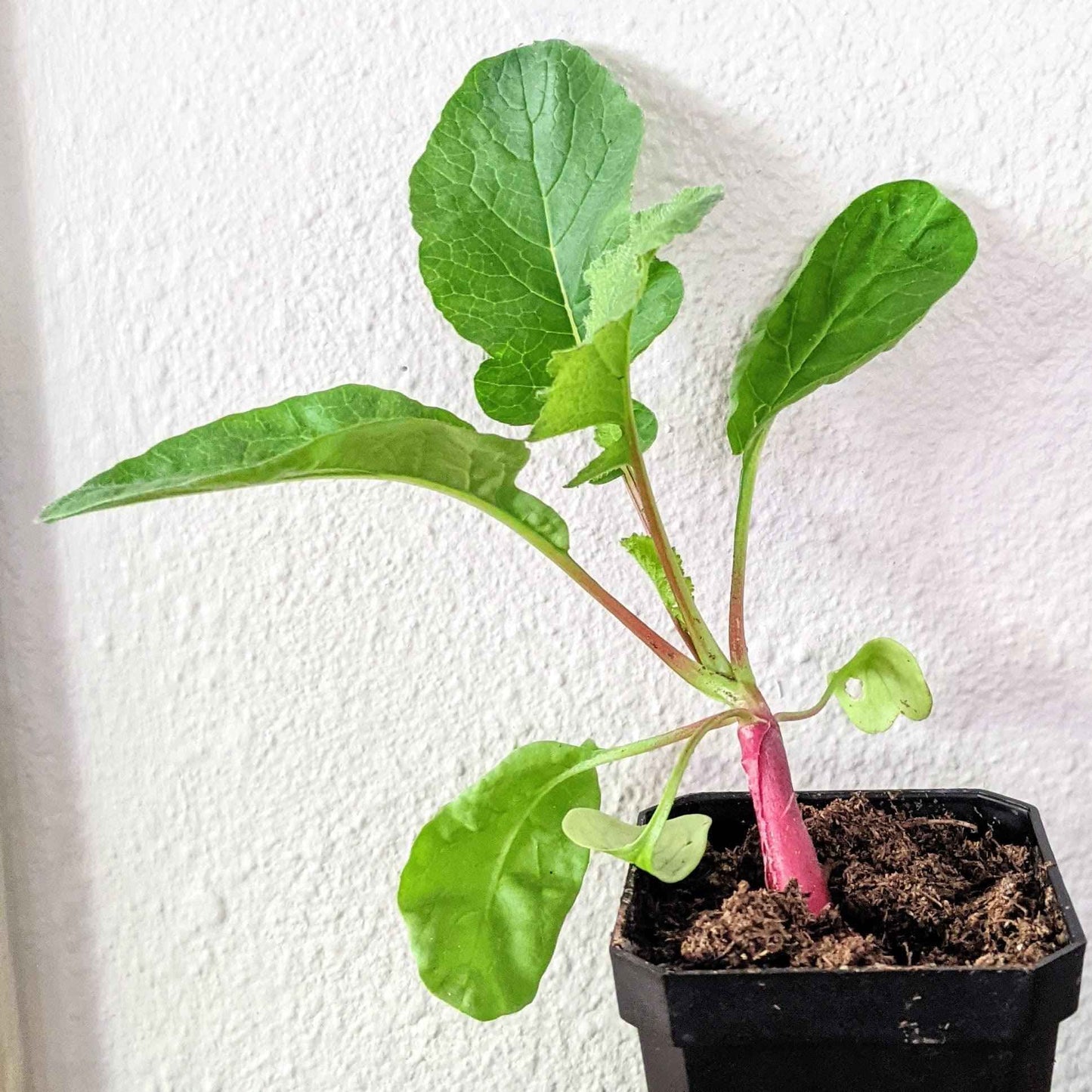 Small potted plant with green leaves and a pink stem against a white wall.