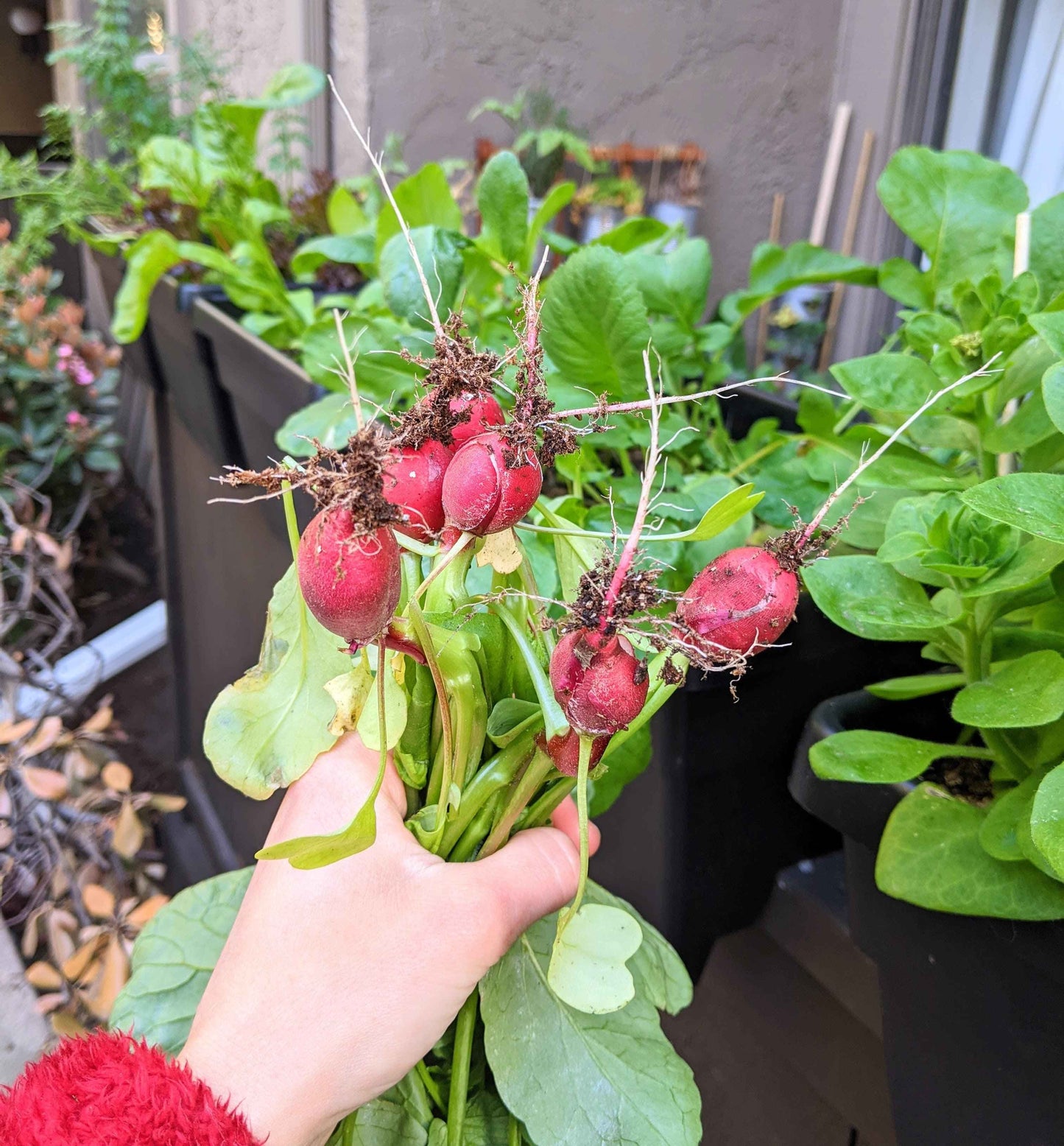 Hand holding a bunch of recently harvested radishes with green leaves in an outdoor setting