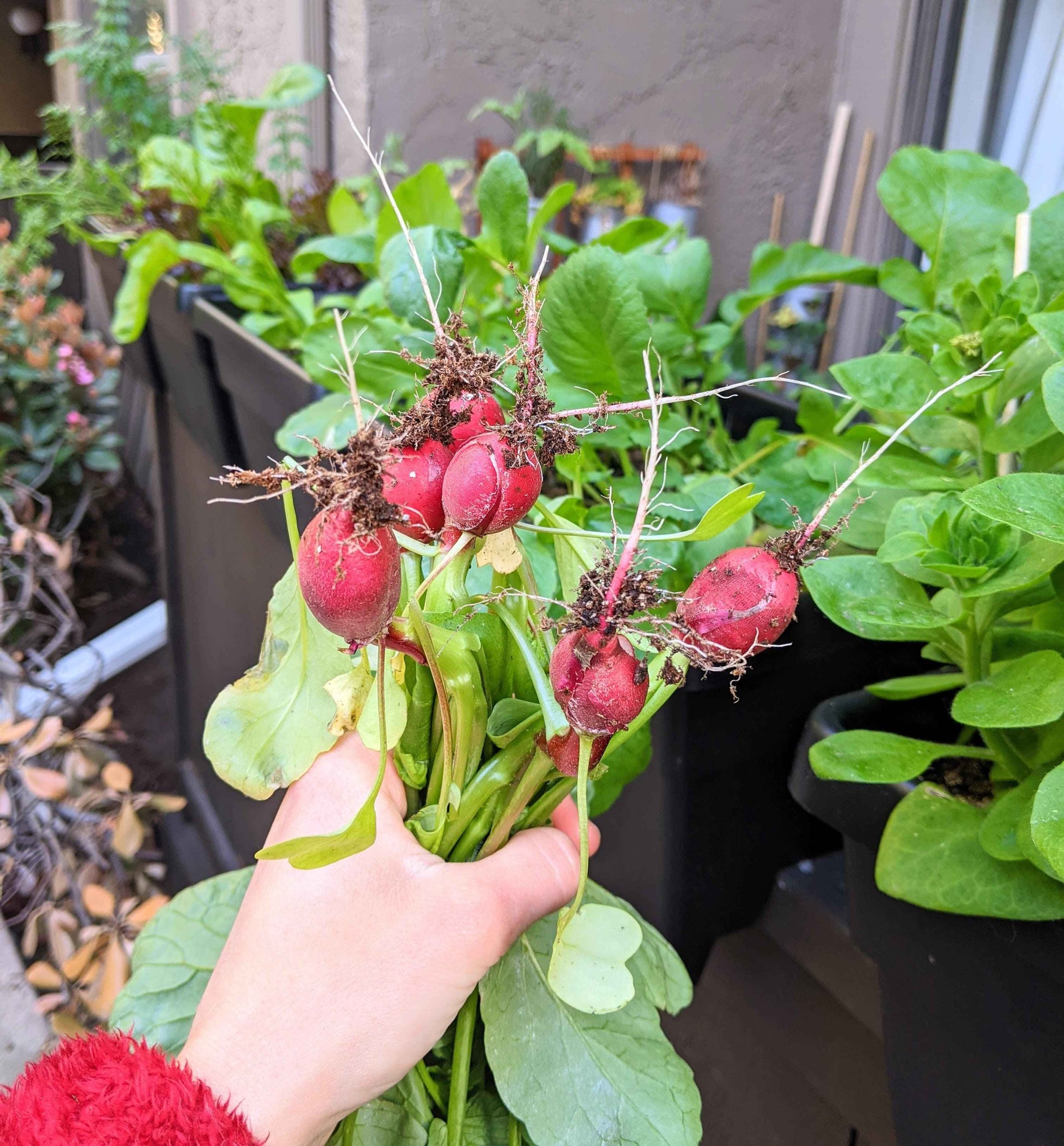 Hand holding a bunch of recently harvested radishes with green leaves in an outdoor setting