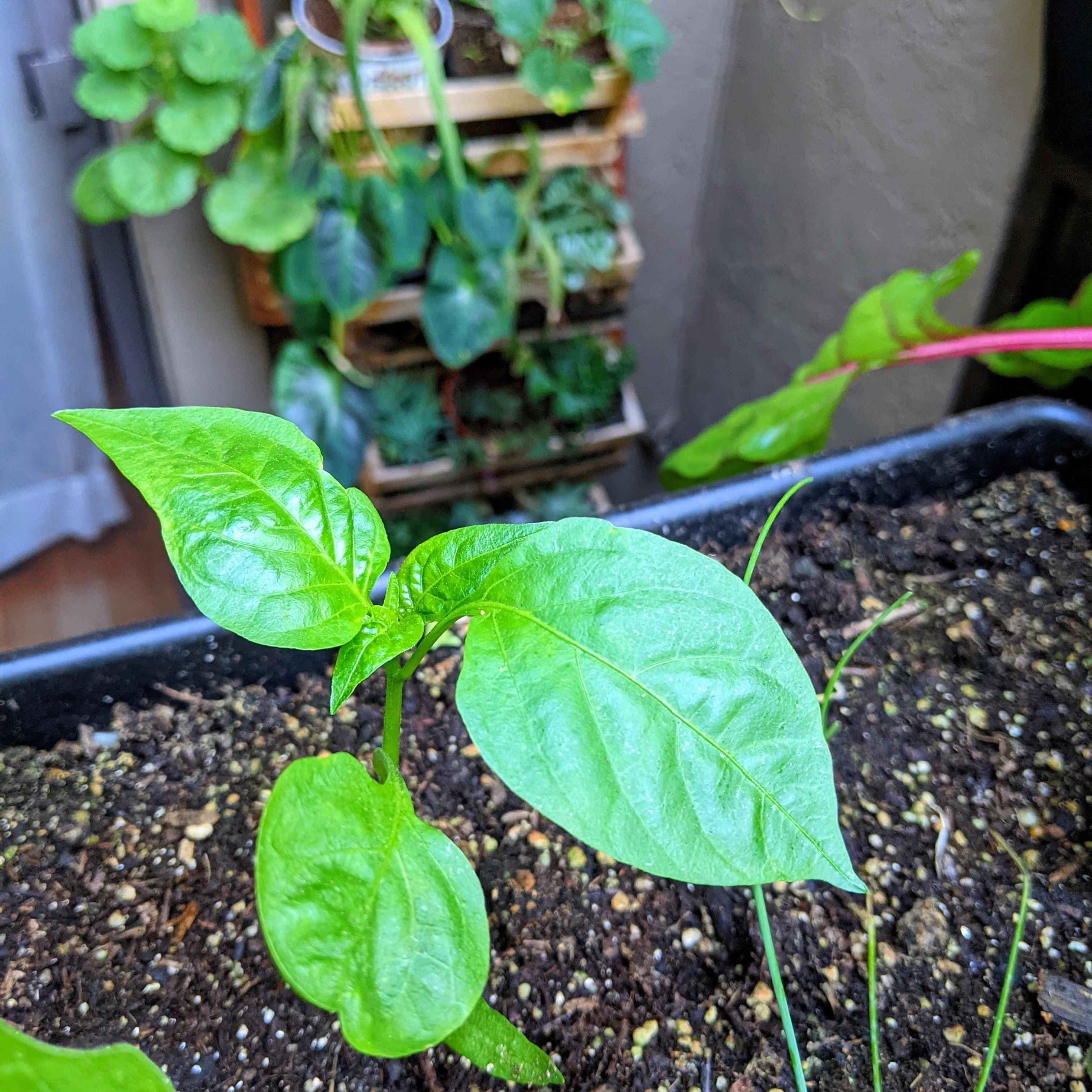 Young green plant in a pot with a blurred background