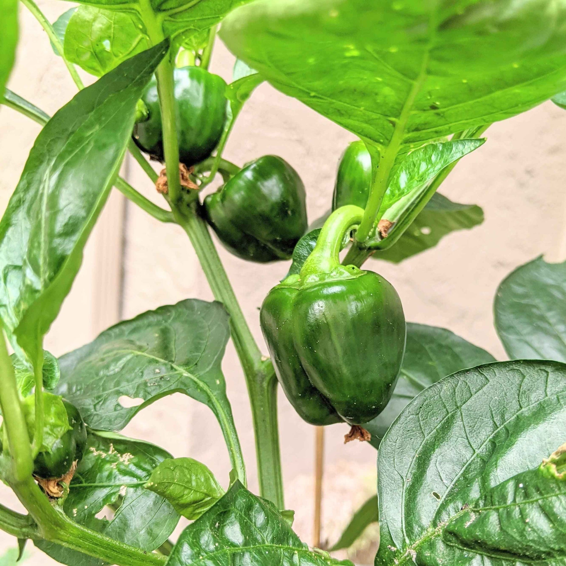 Green bell peppers growing on a plant with leaves.