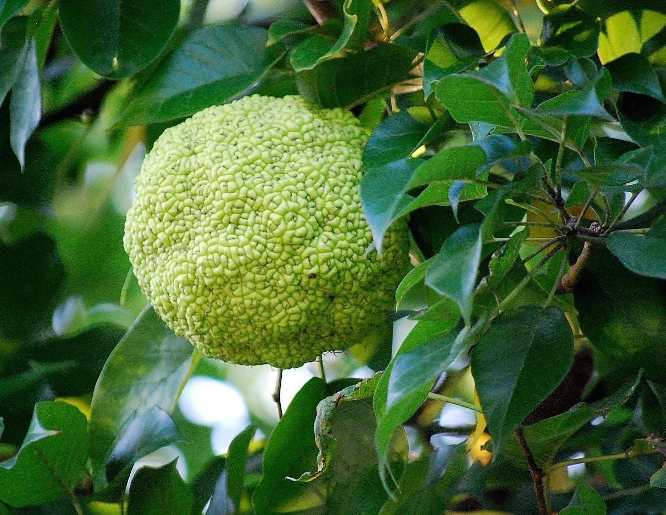 Osage Orange Tree - 20 Heirloom Seeds - Non GMO Seeds