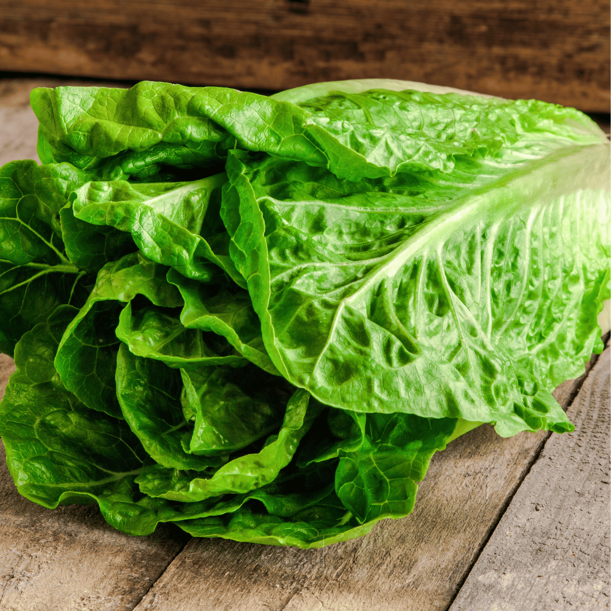 Green leafy lettuce on a wooden surface