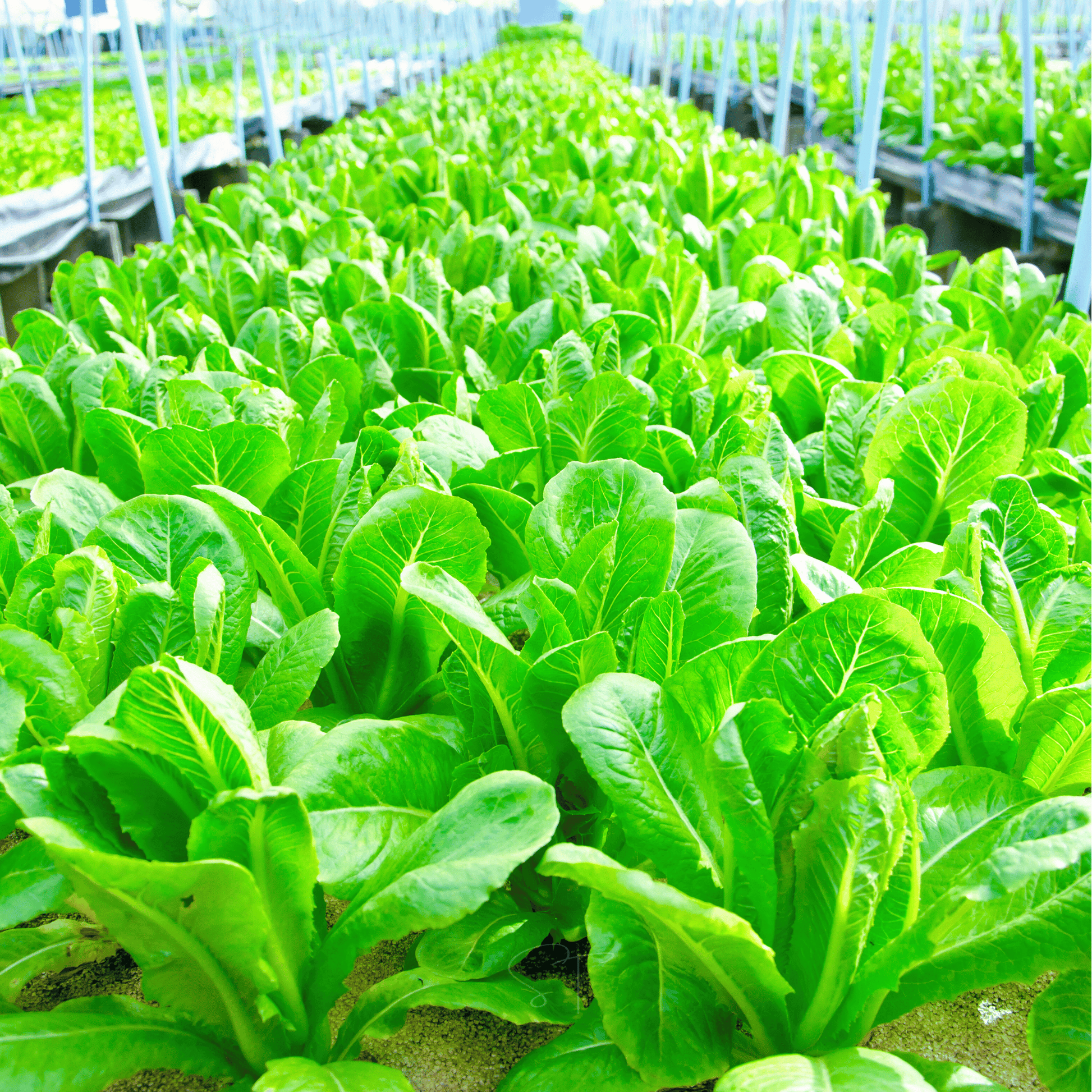 Growth of green leafy plants in a controlled environment