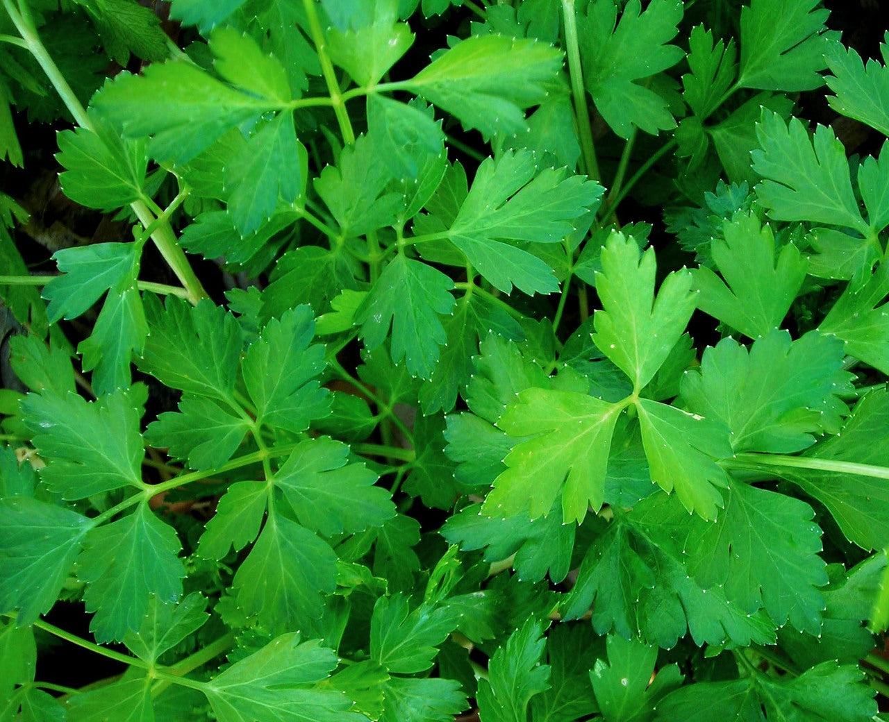 Close-up of green parsley leaves