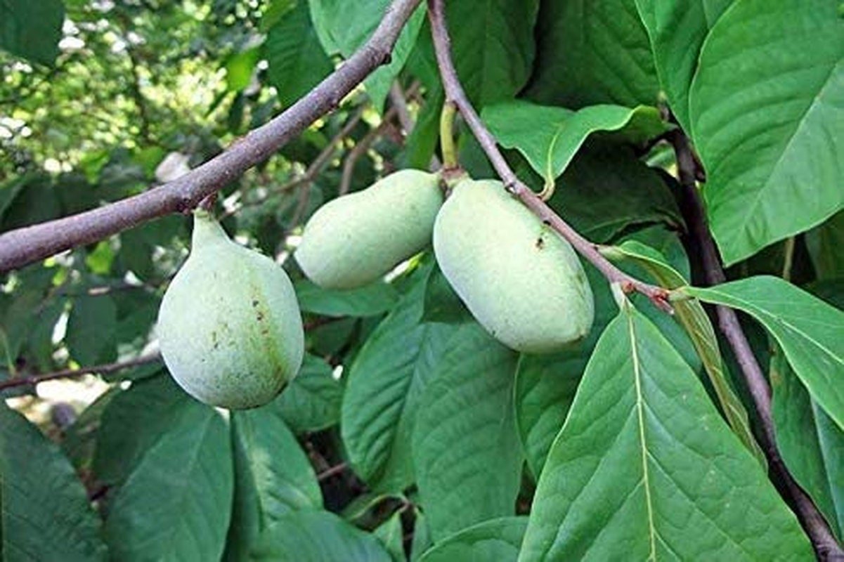 Paw Paw Tree - 6 Seeds - Edible Fruit,  Easy to Grow, Exotic