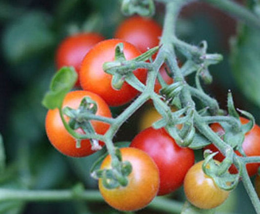 Close-up of cherry tomatoes on a vine with a blurred green background