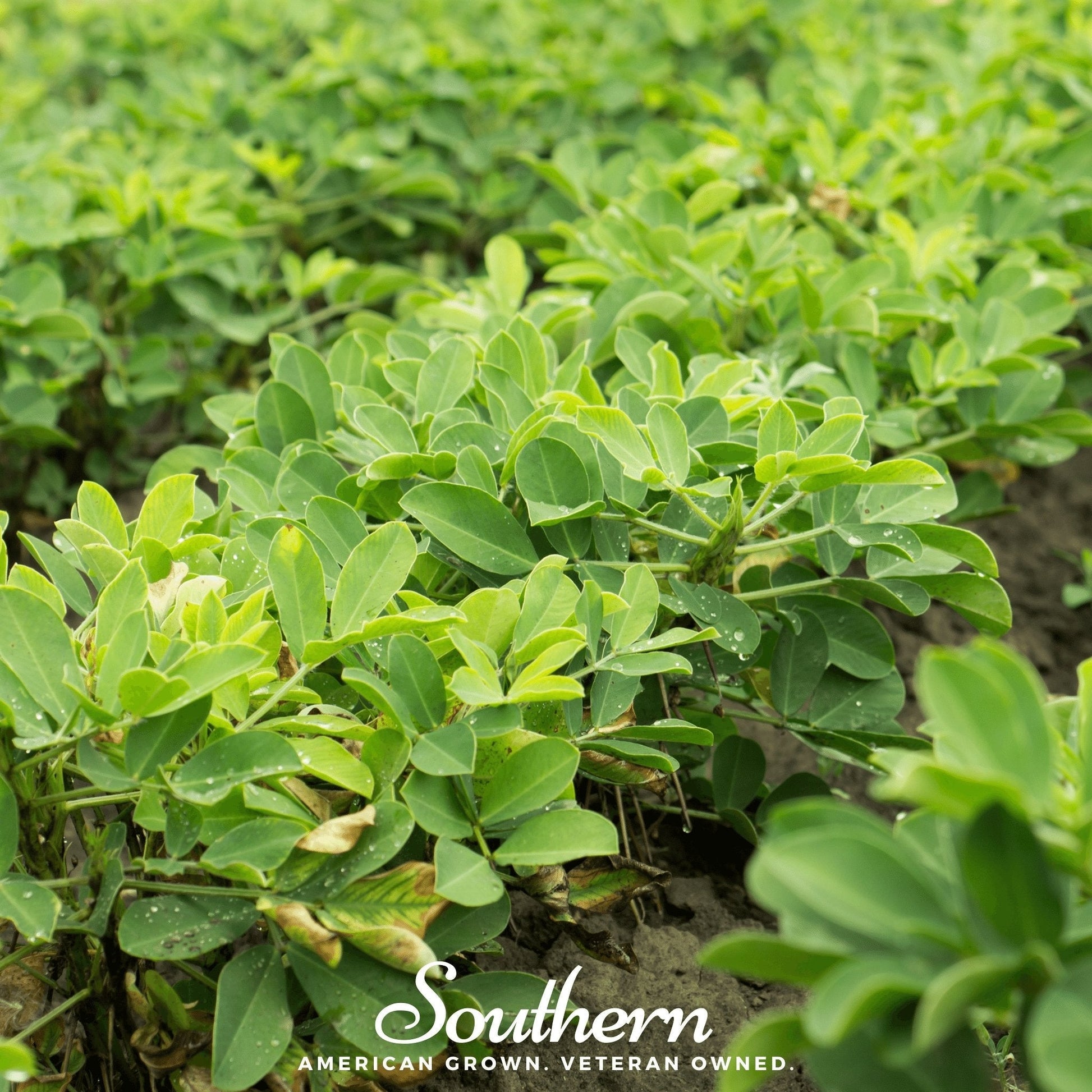 Close-up of green peanut plants with 'Southern' brand logo and text.