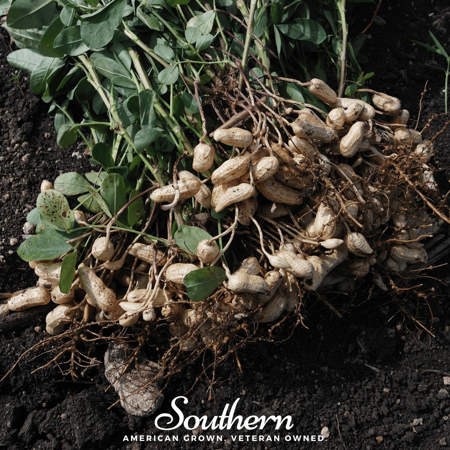 Peanuts on a branch with green leaves on a dark background, featuring the 'Southern' brand.