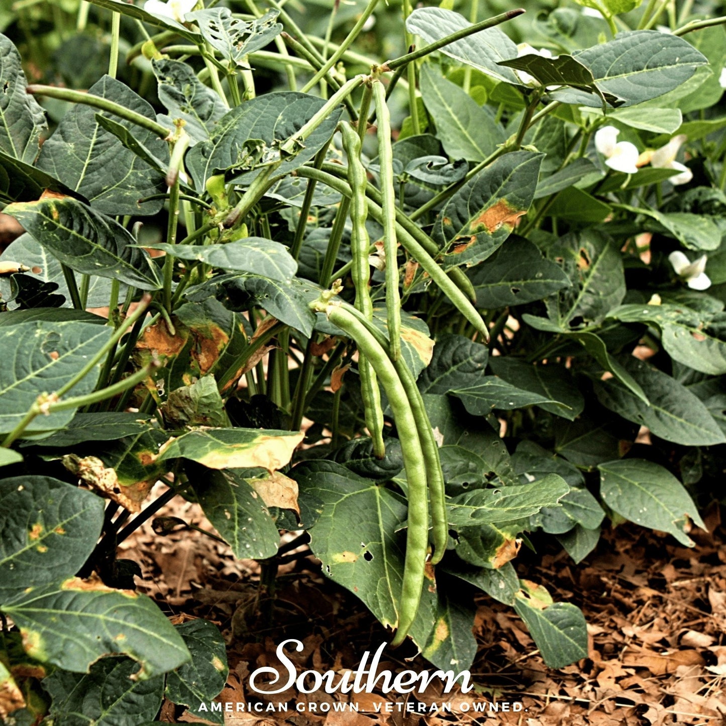 Green beans growing on a plant with 'Southern' branding.