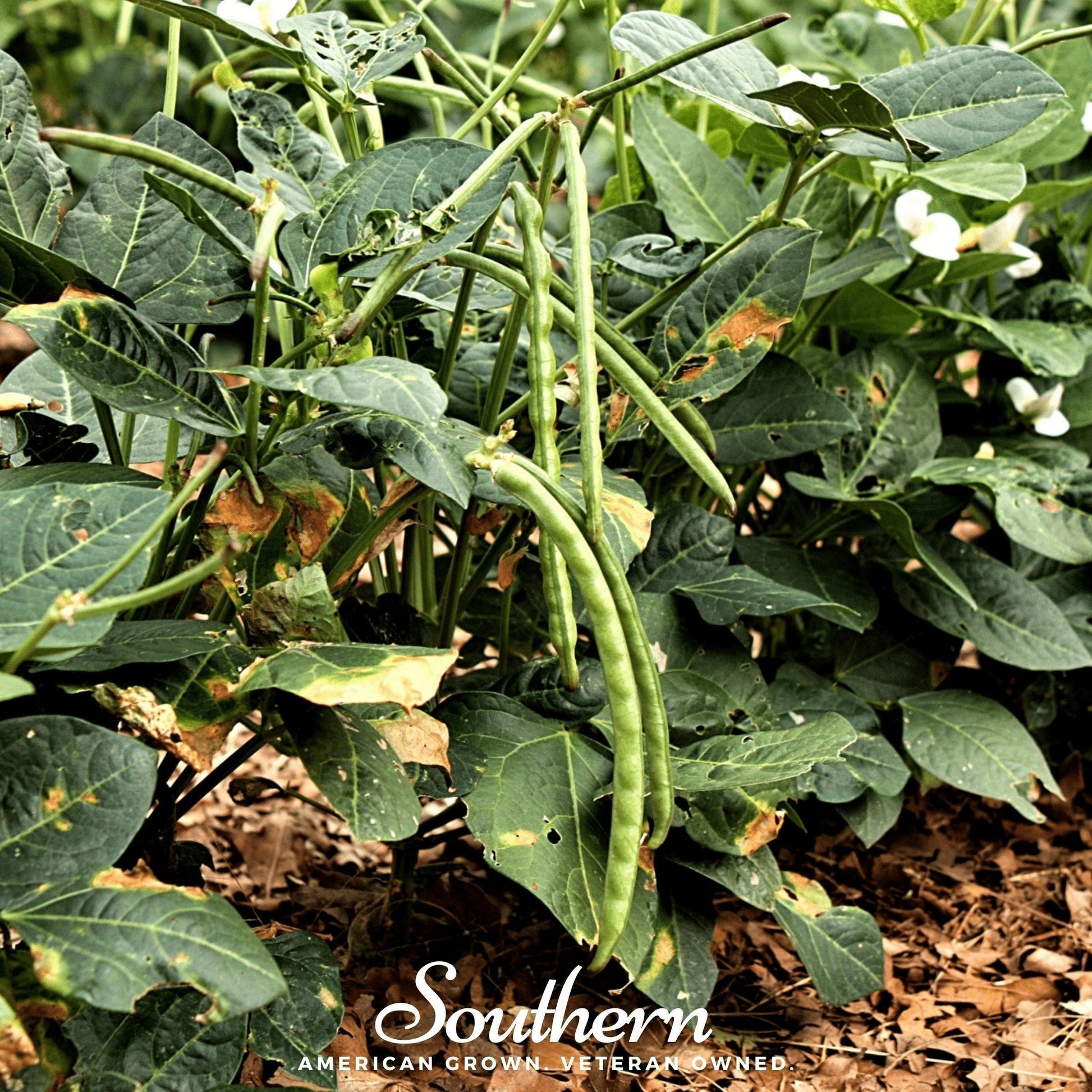 Green beans growing on a plant with 'Southern' branding.
