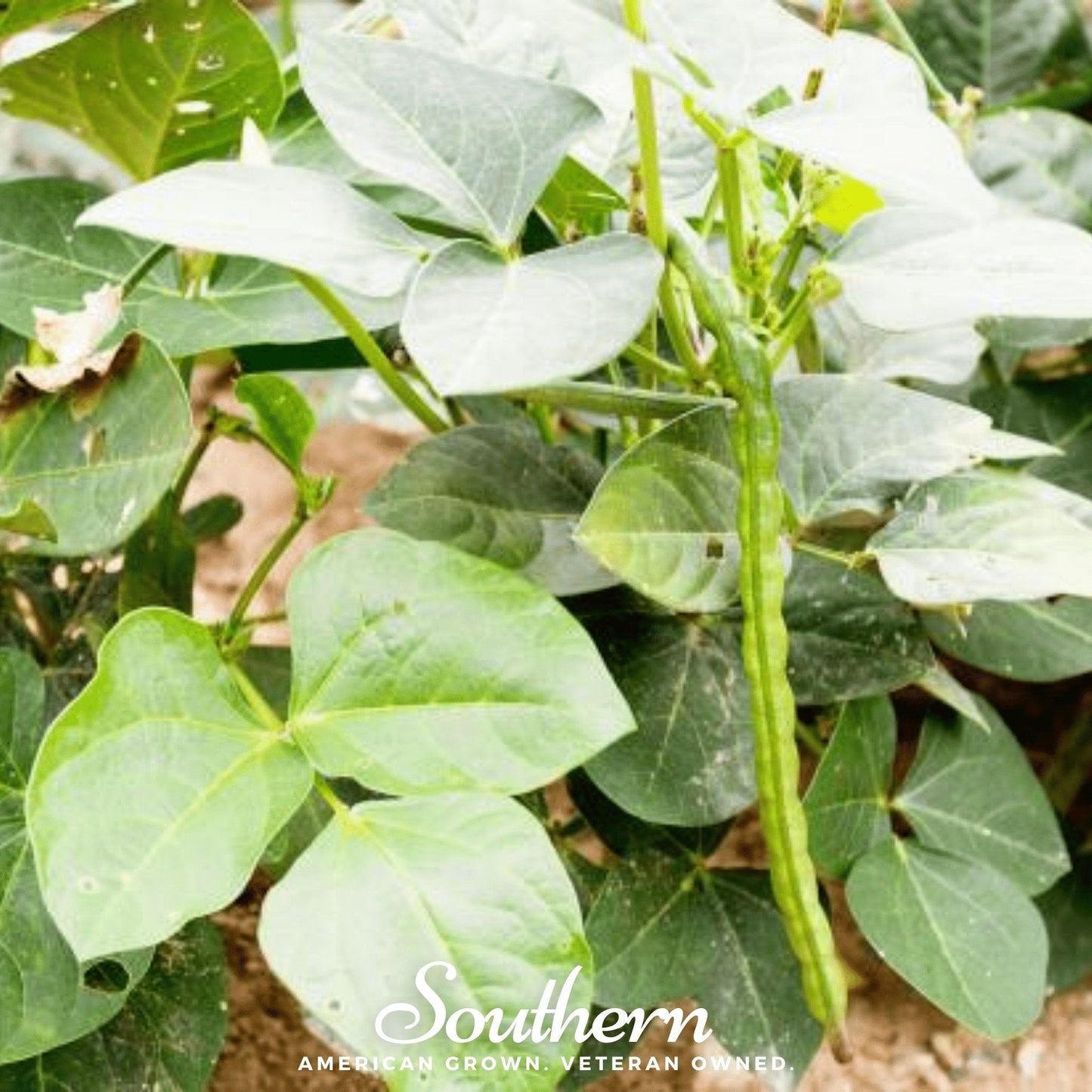 Close-up of green leaves and bean pods with a visible brand name 'Southern' at the bottom.