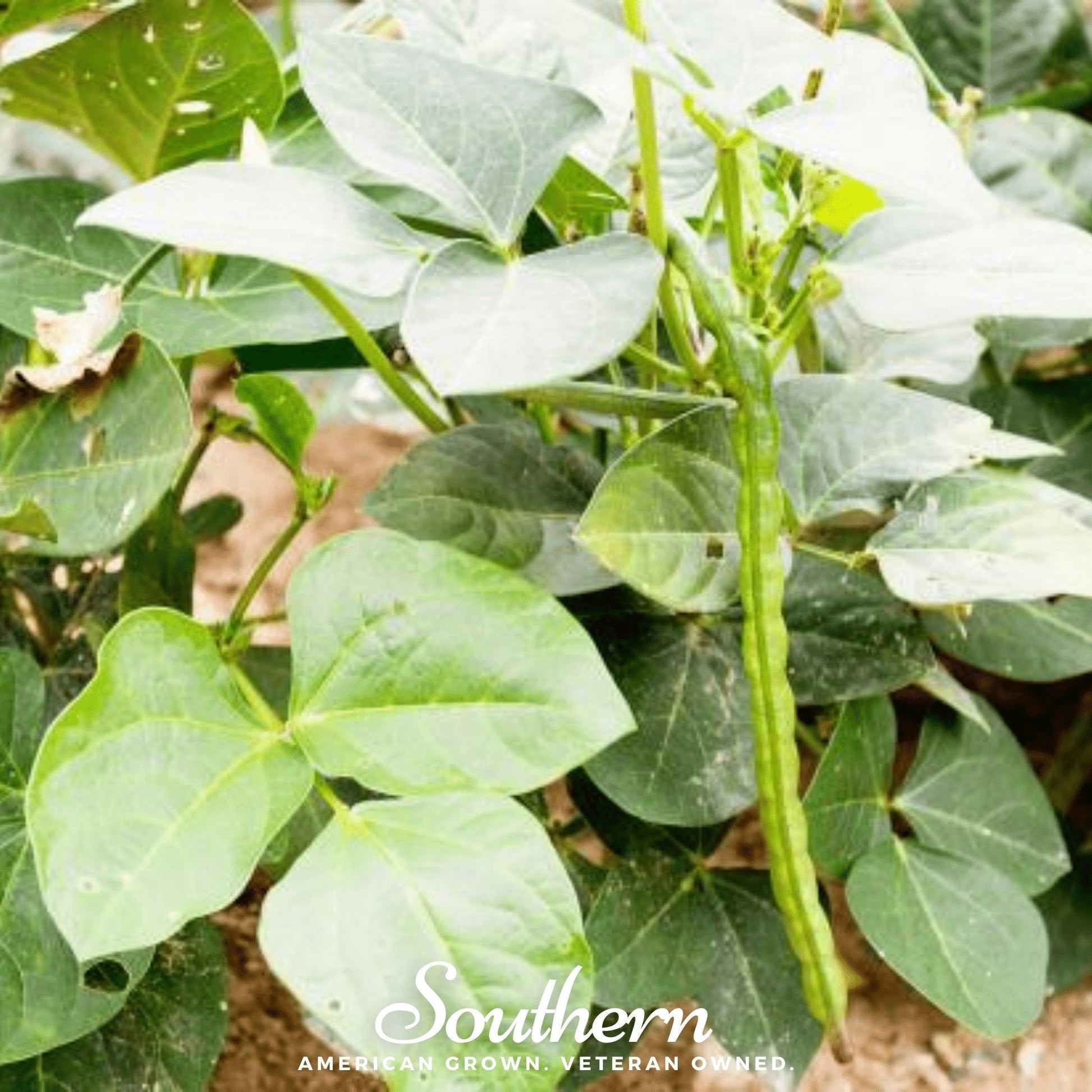 Close-up of green leaves and bean pods with a visible brand name 'Southern' at the bottom.