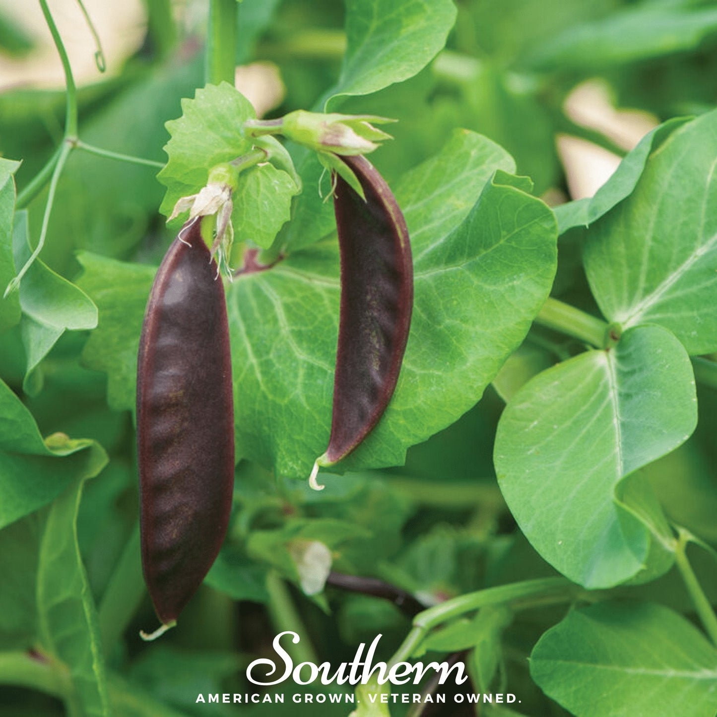 Two purple pea pods hanging from a green plant with 'Southern' branding.