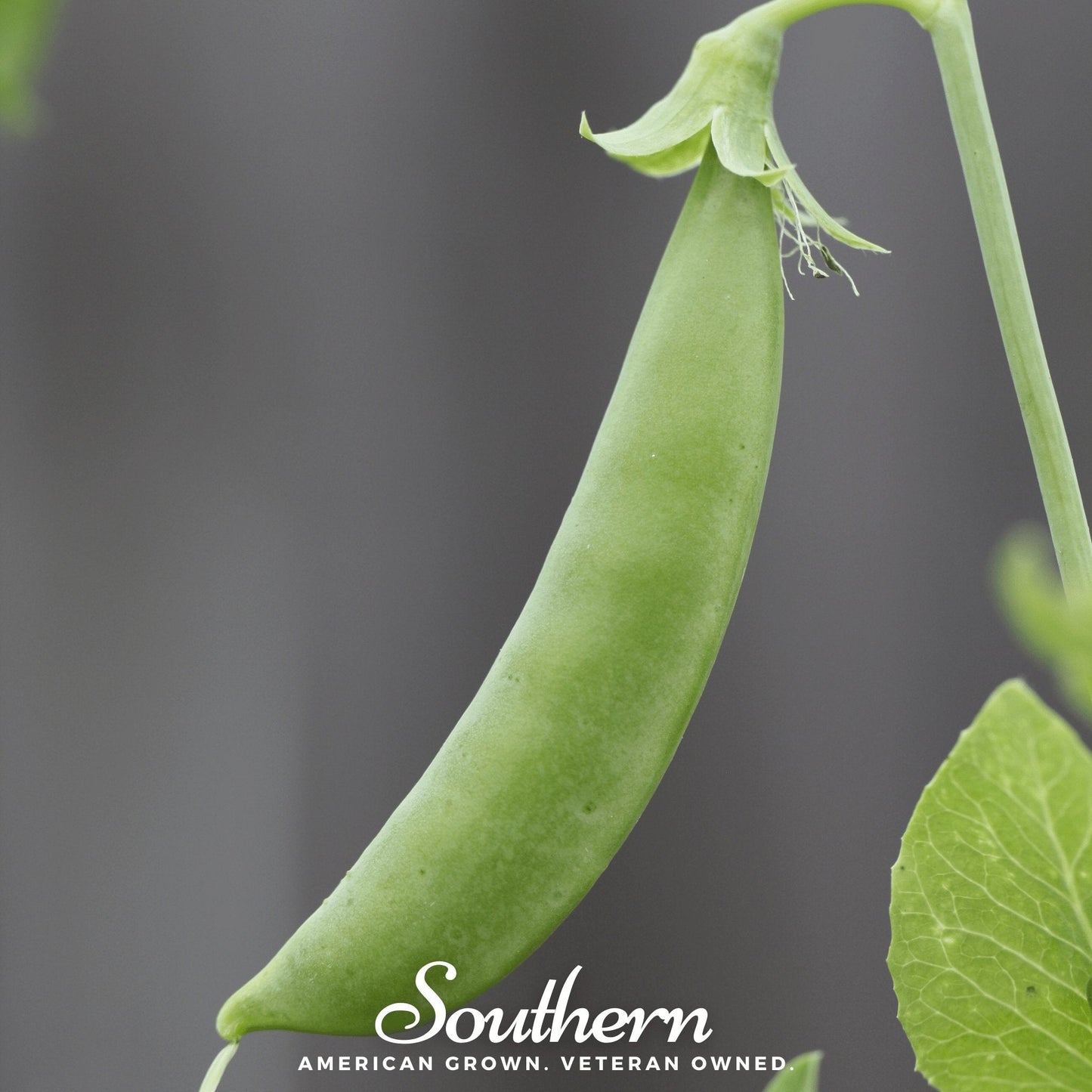 Green pea pod on a plant with a gray background and 'Southern' branding.