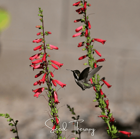 Hummingbird perched on a red penstemon flower with 'Seed Therapy' branding.