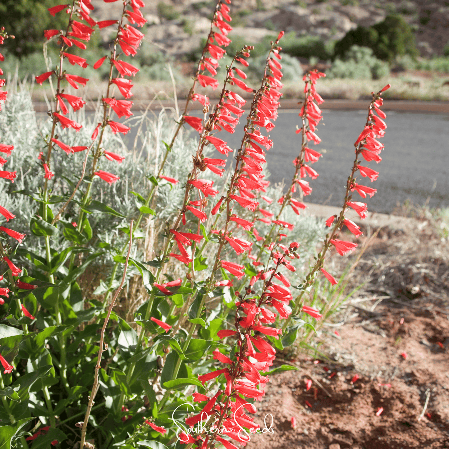 Red penstemon flowers with green leaves in a natural setting