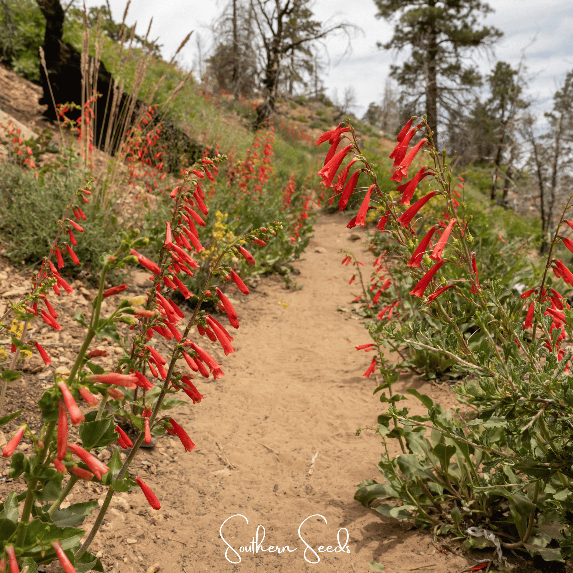 Red penstemon flowers lining a dirt path in a natural setting with 'Southern Seeds' branding.