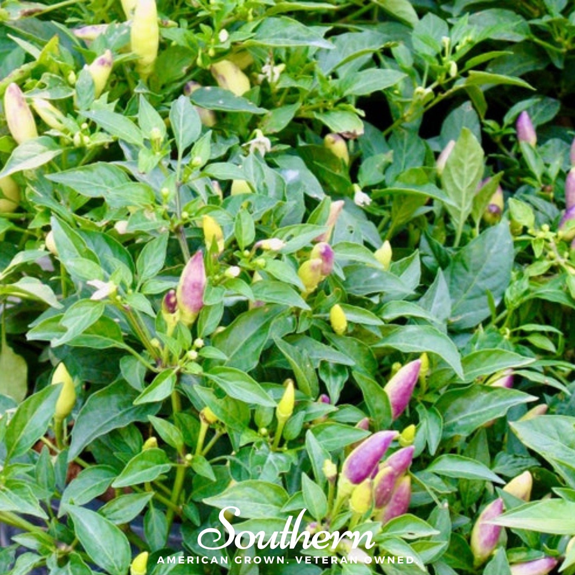 Pepper plant with green and purple peppers and leaves.