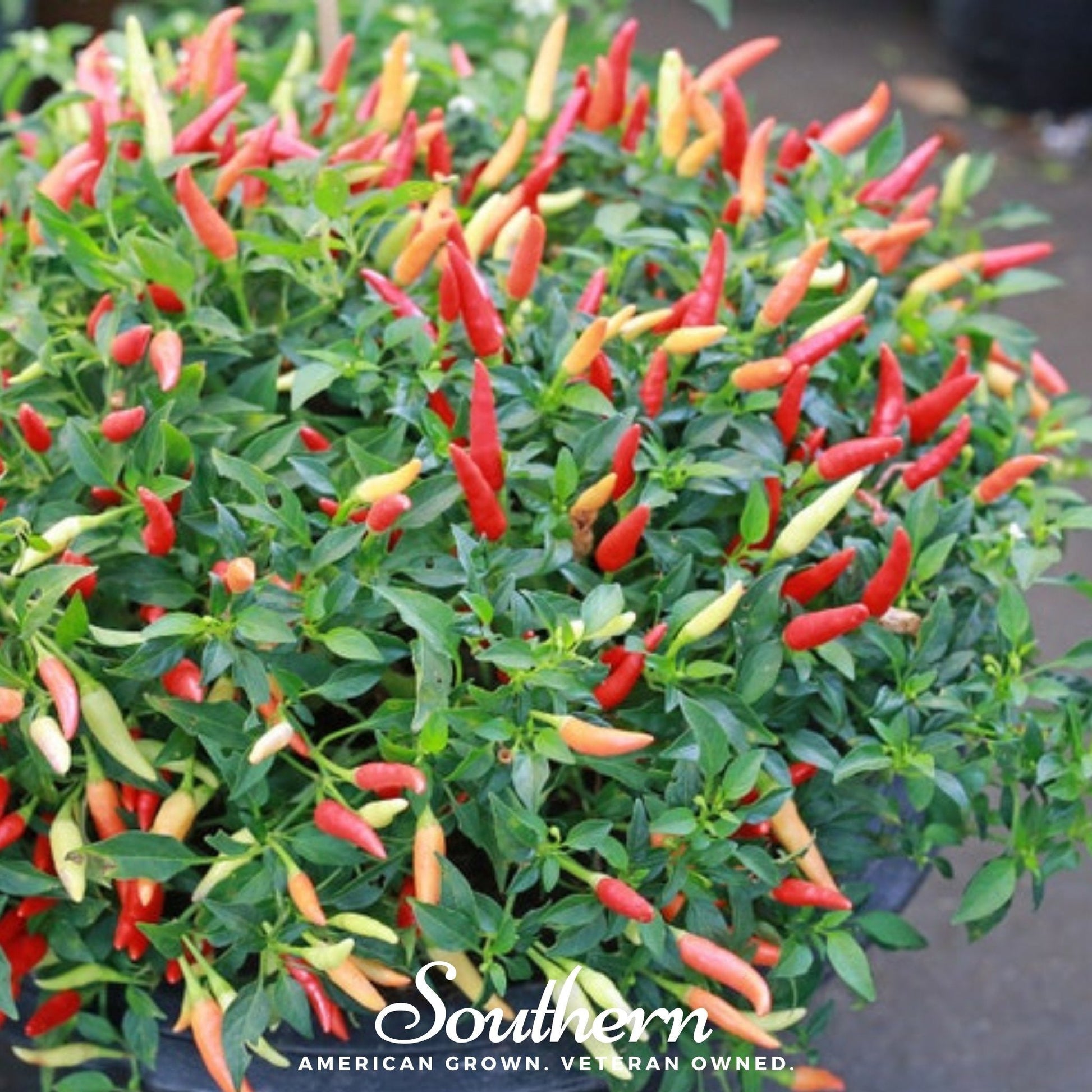 Potted plant with red and green peppers and 'Southern' branding.