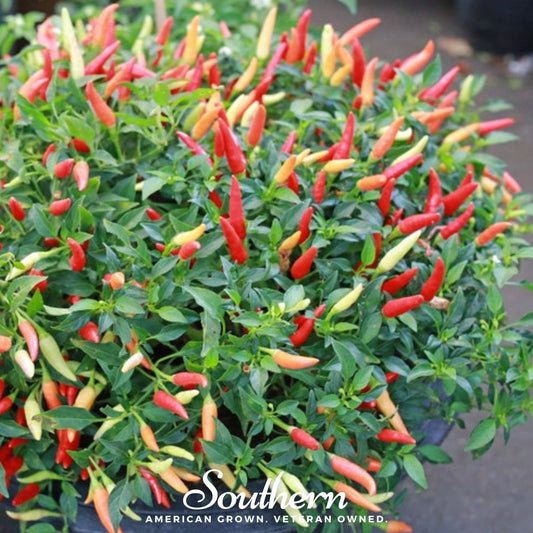 Potted plant with red and green peppers and 'Southern' branding.