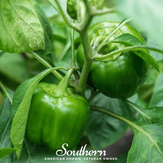 Green peppers growing on a plant with 'Southern' branding.