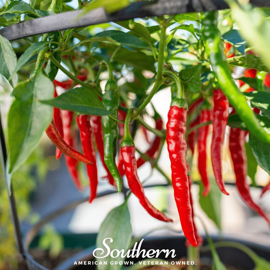 Red and green chili peppers growing on a plant with 'Southern' brand logo.
