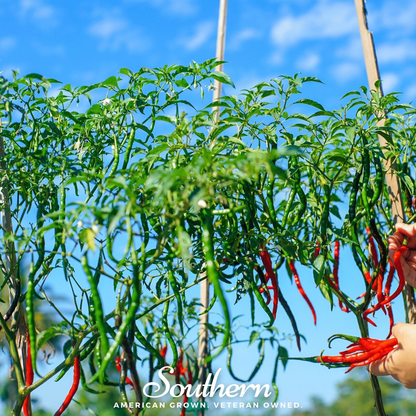 Red chili peppers growing on a plant with a blue sky background, featuring the 'Southern' brand.