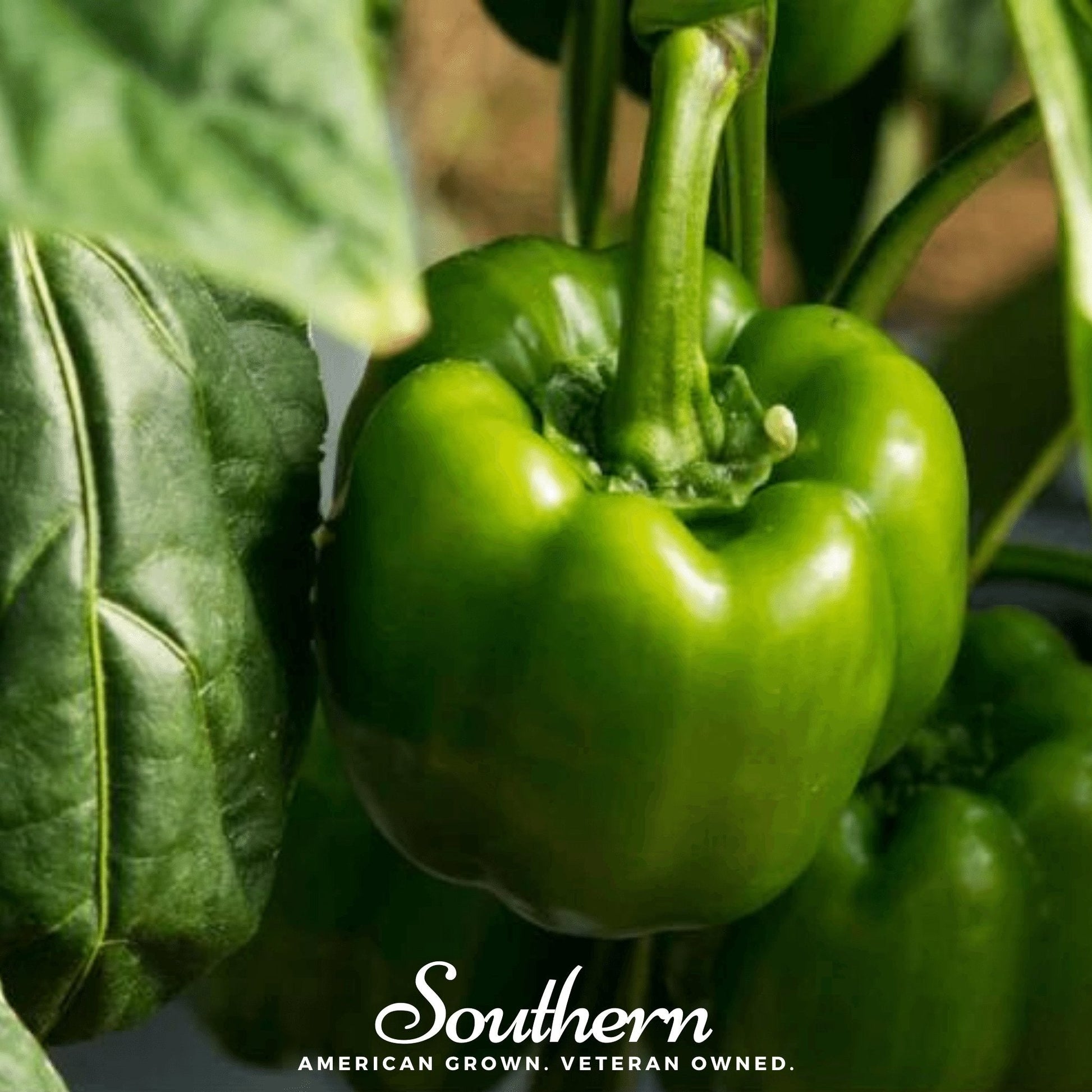 Green bell pepper on a plant with 'Southern' branding.
