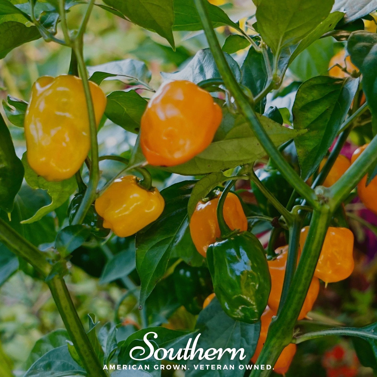 Yellow peppers growing on a plant with 'Southern' branding.