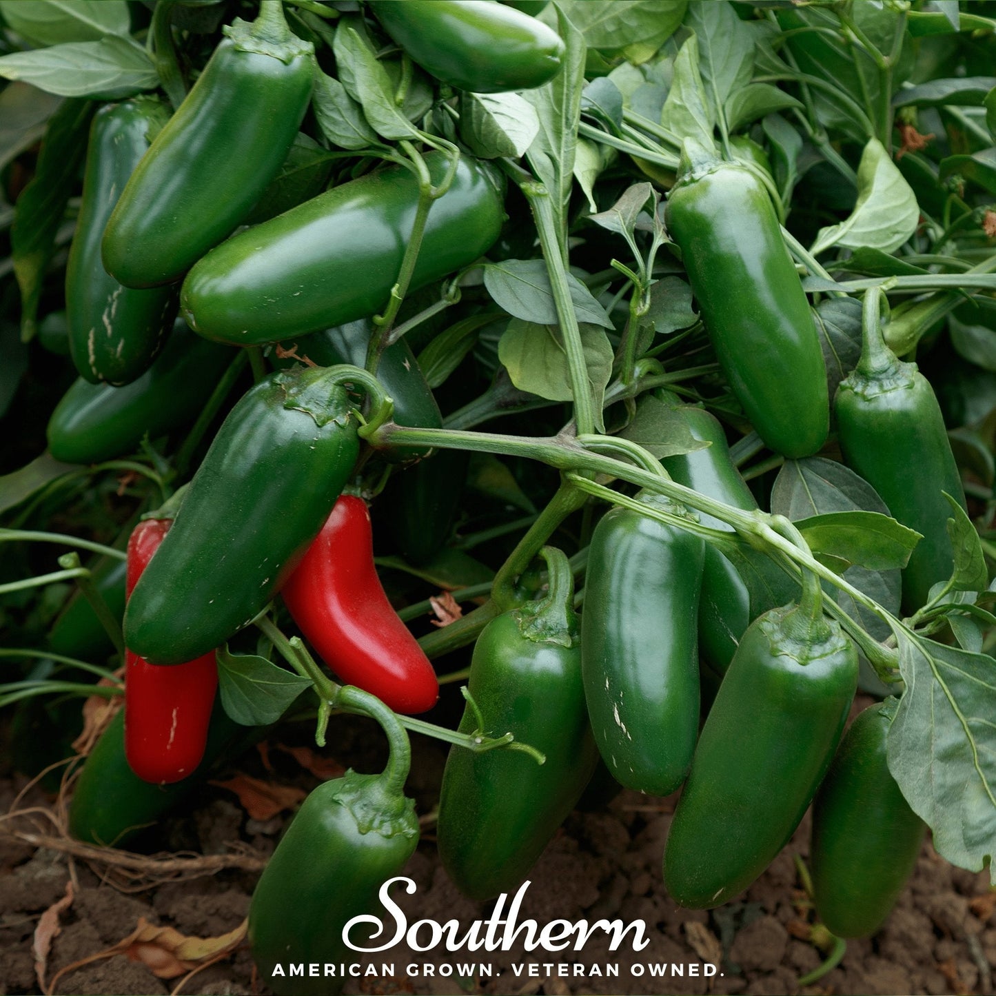 Green and red peppers growing on a plant with 'Southern' branding.