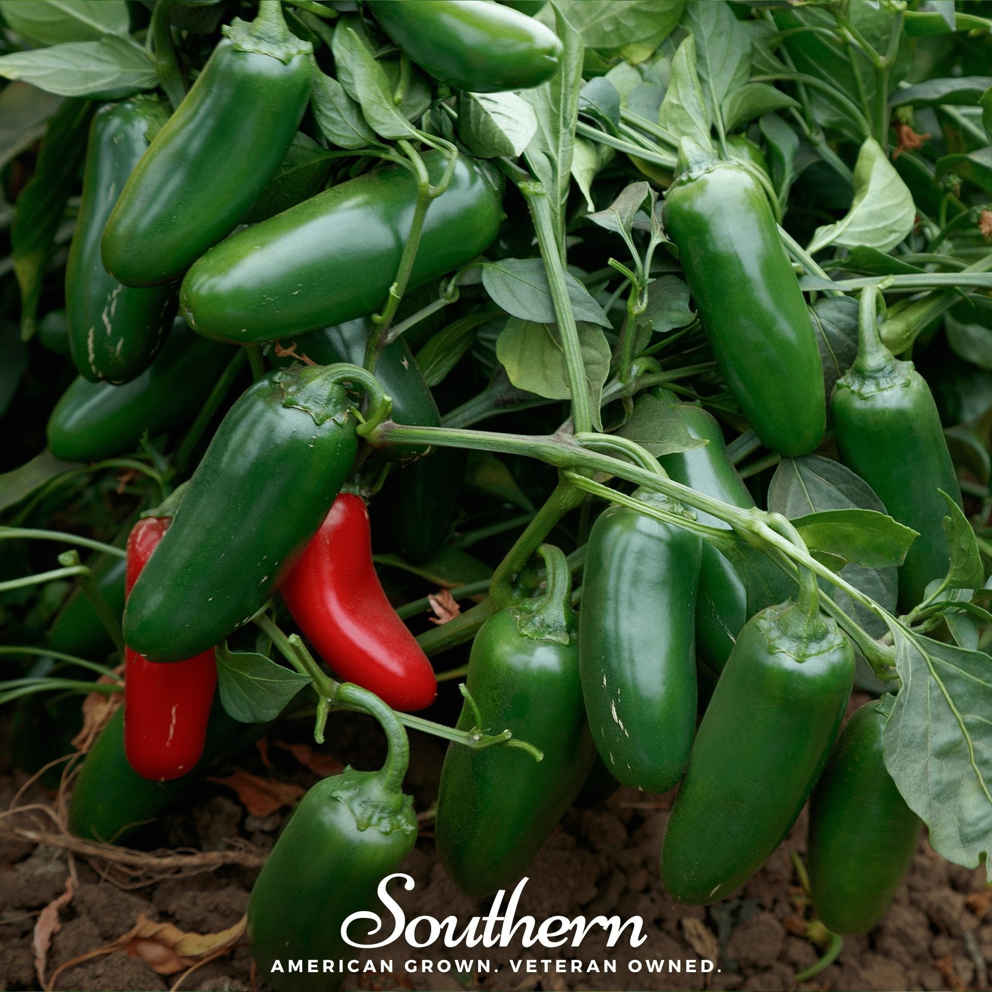 Green and red peppers growing on a plant with 'Southern' branding.