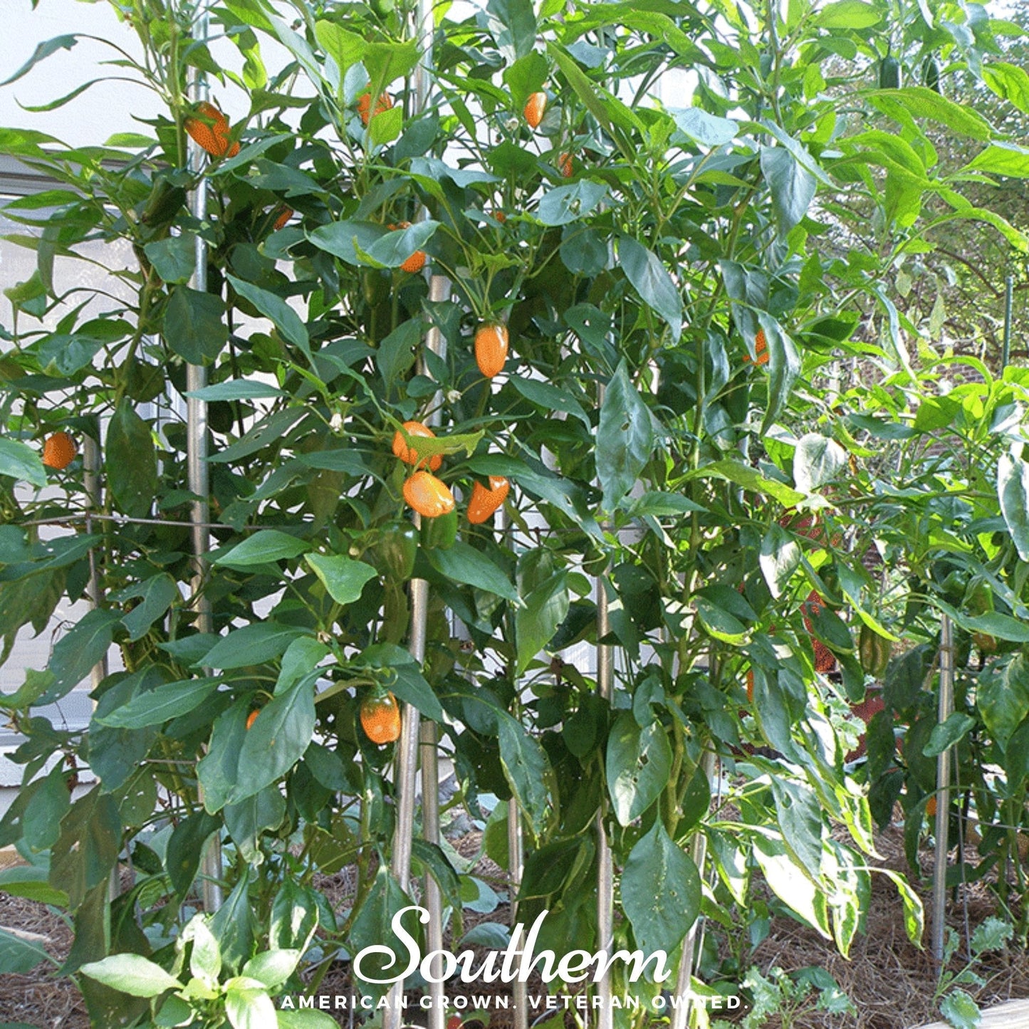 Orange peppers growing on a plant with 'Southern' branding.