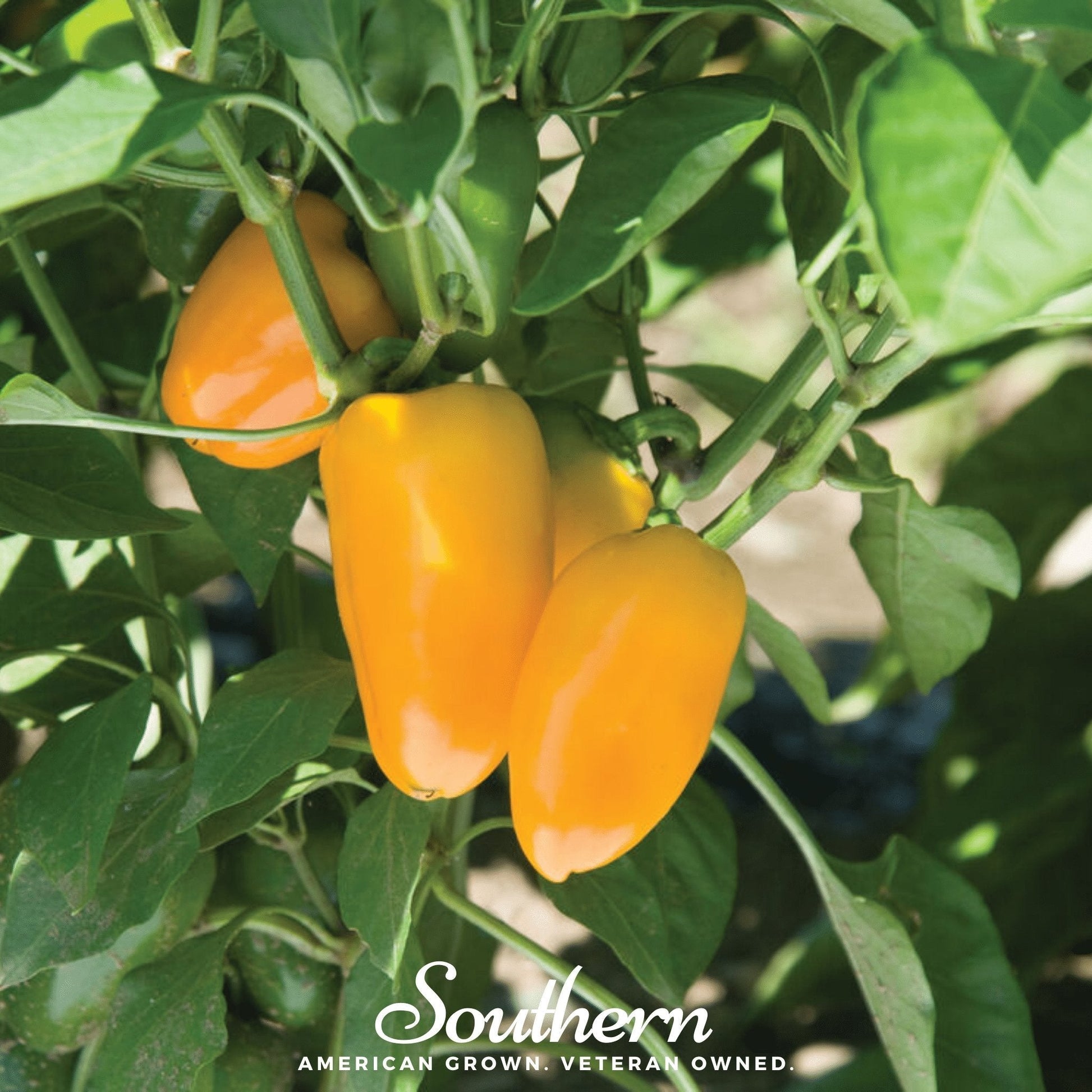 Orange peppers growing on a plant with 'Southern' branding.