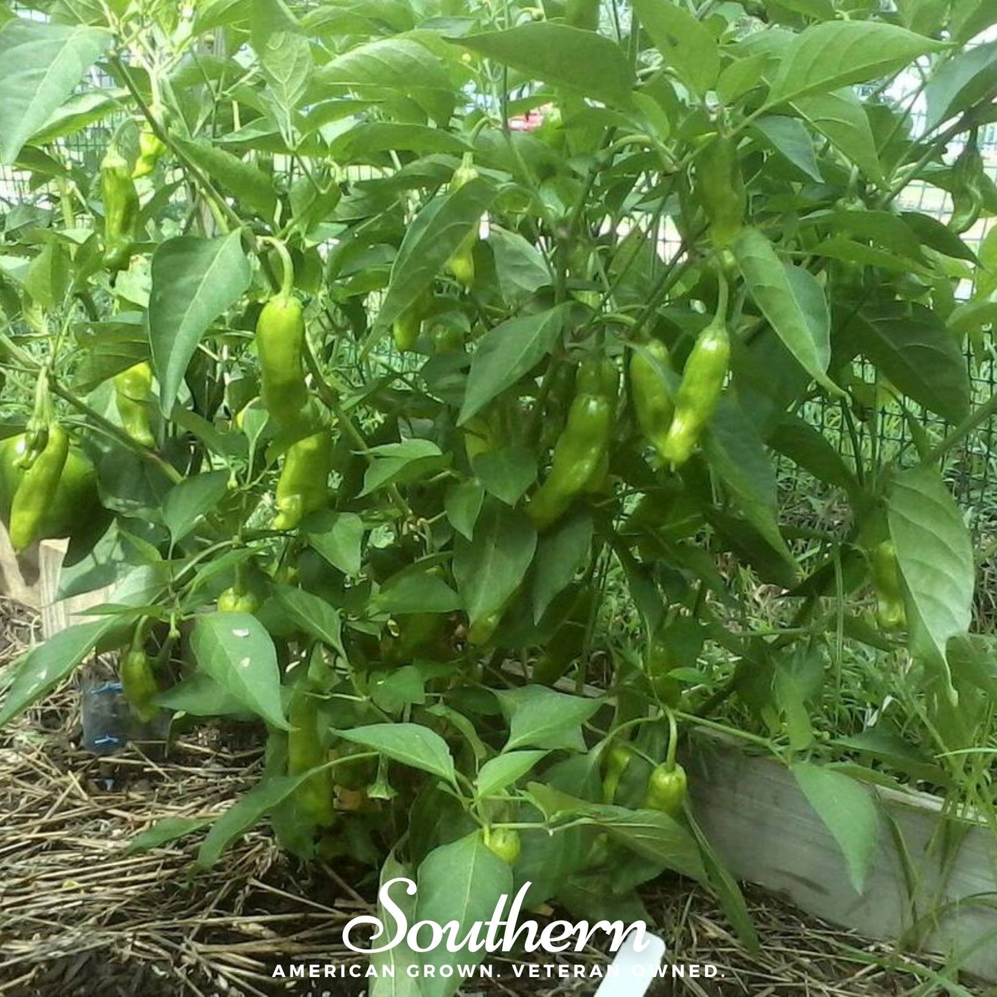 Green peppers growing on a plant with 'Southern' branding.