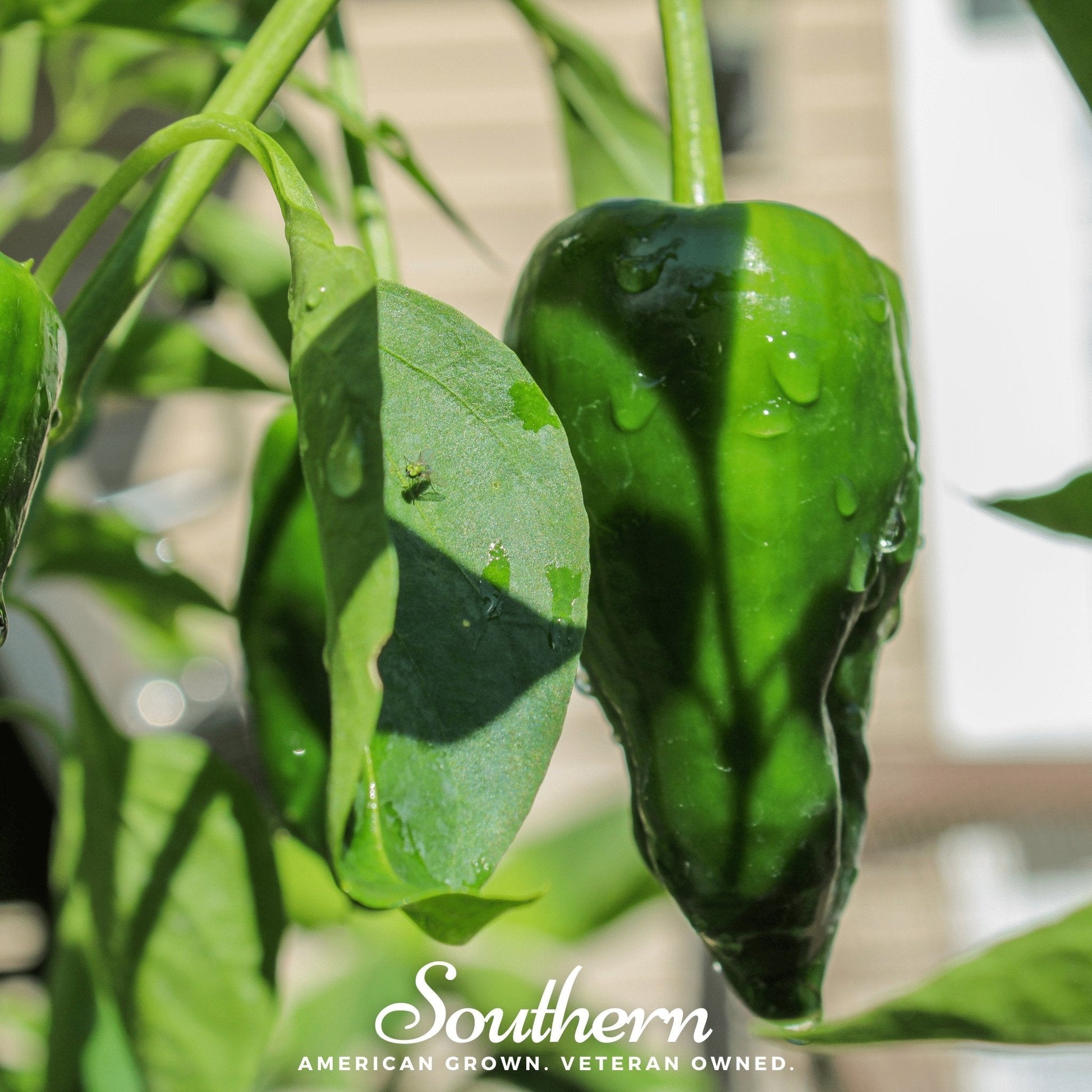 Green pepper on a plant with 'Southern' branding