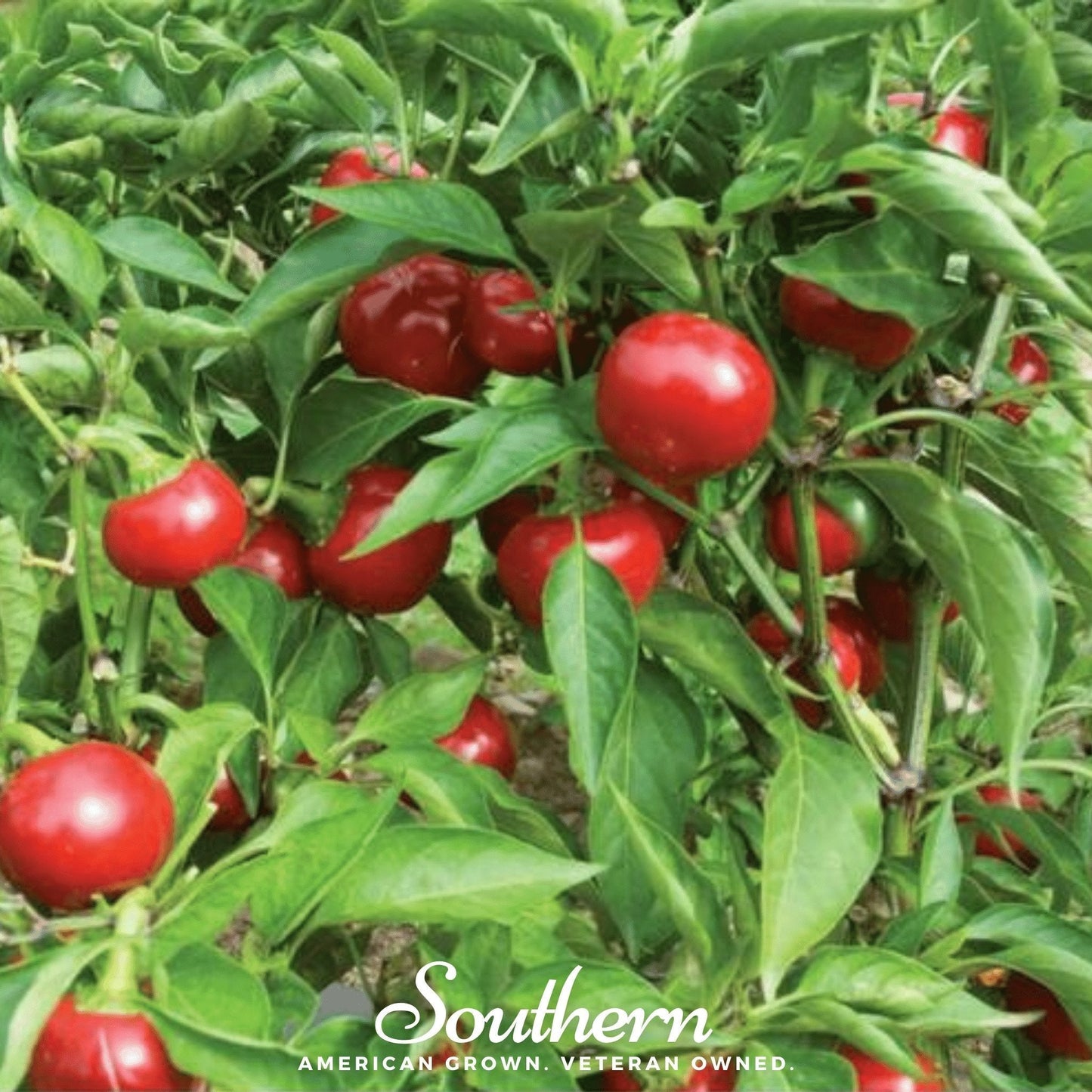 Red peppers growing on a plant with 'Southern' branding.
