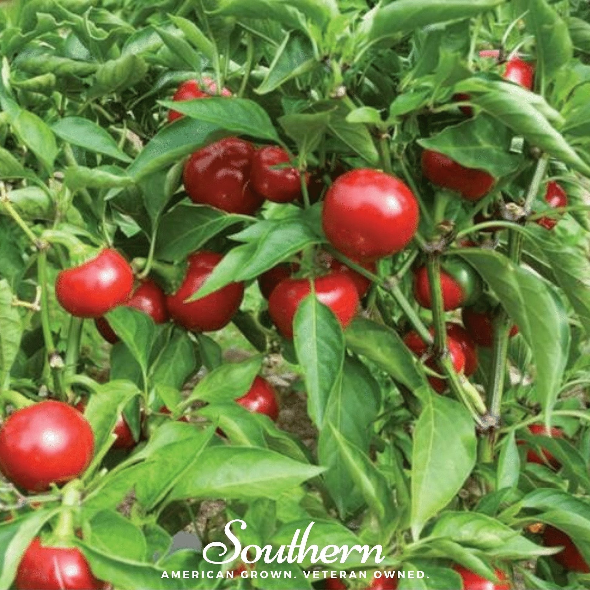 Red peppers growing on a plant with 'Southern' branding.