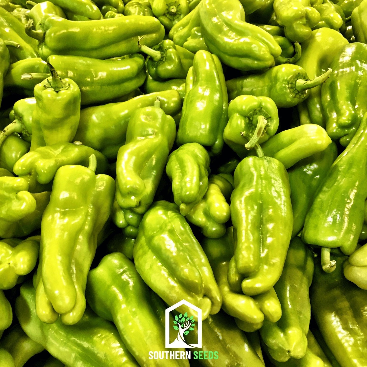 Pepper Seed Collection – 6 Essential Heirloom Peppers