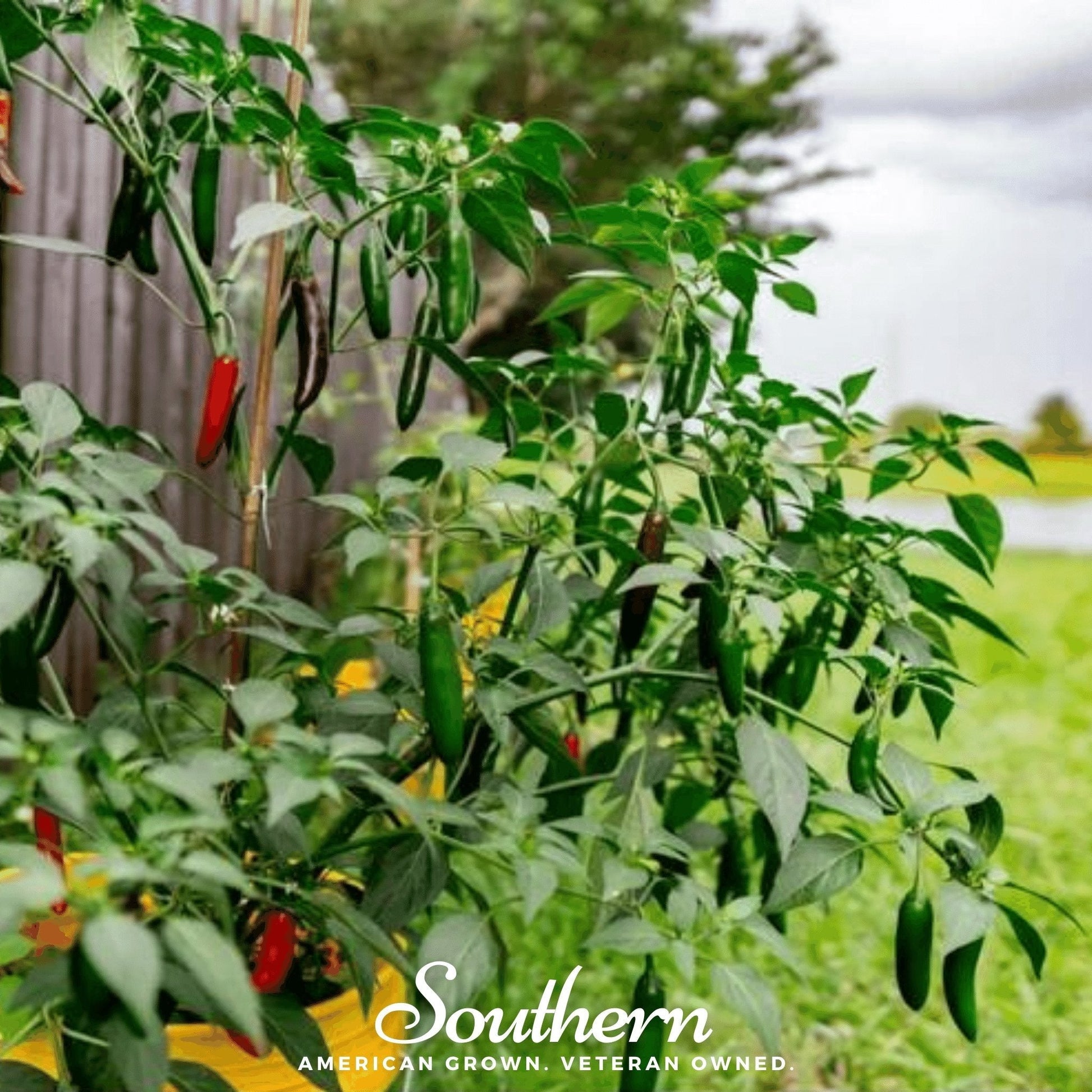 Gardening scene with plants and peppers, featuring the 'Southern' brand logo.