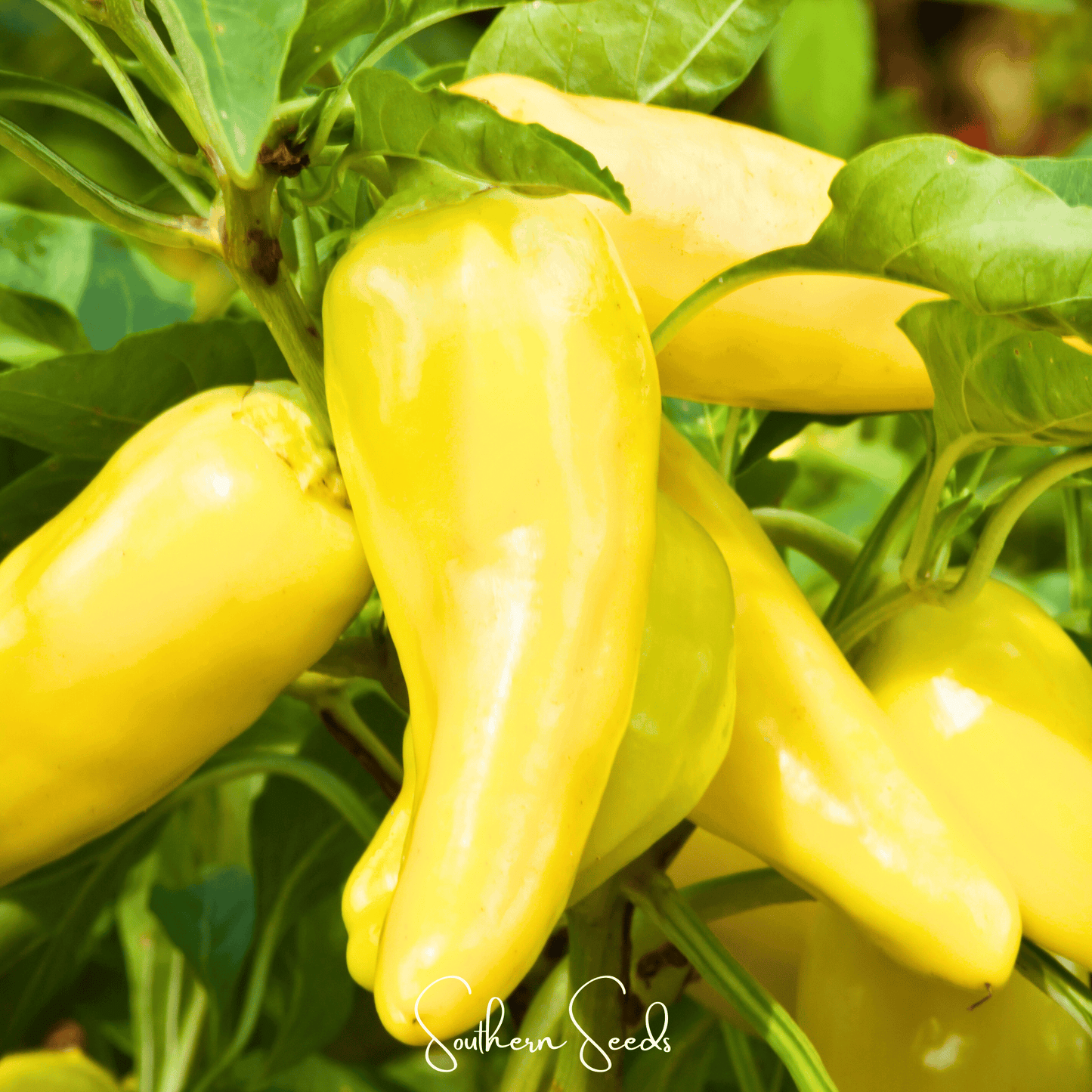 Yellow peppers growing on a plant with green leaves.