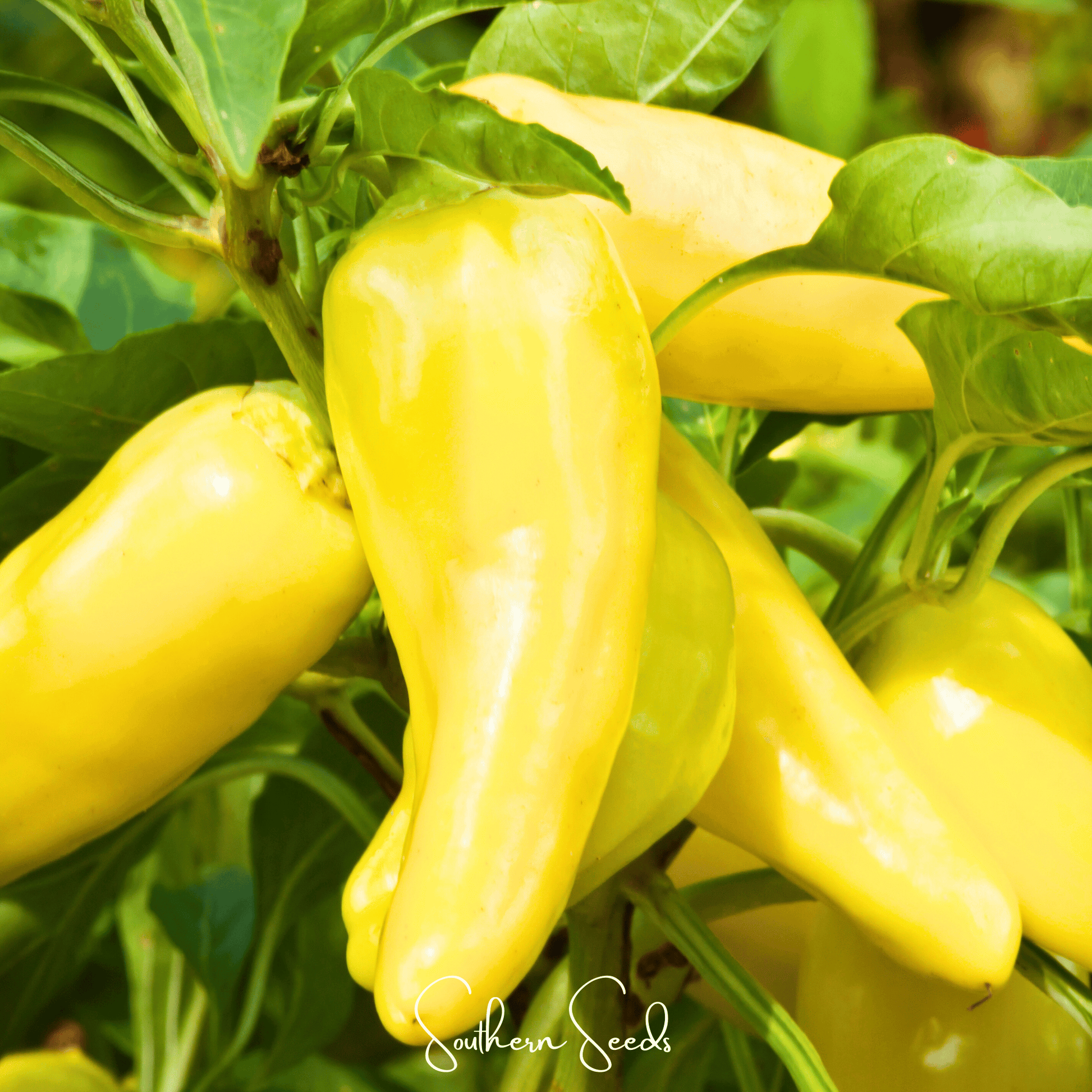 Yellow peppers growing on a plant with green leaves.