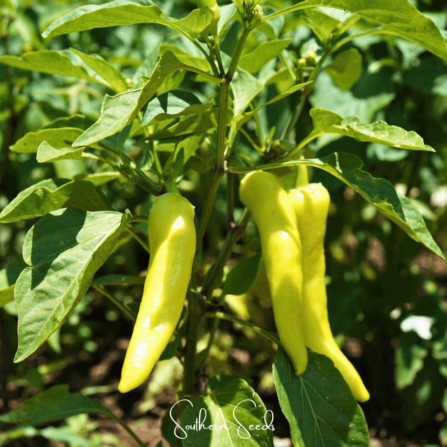 Yellow peppers growing on a plant with green leaves.