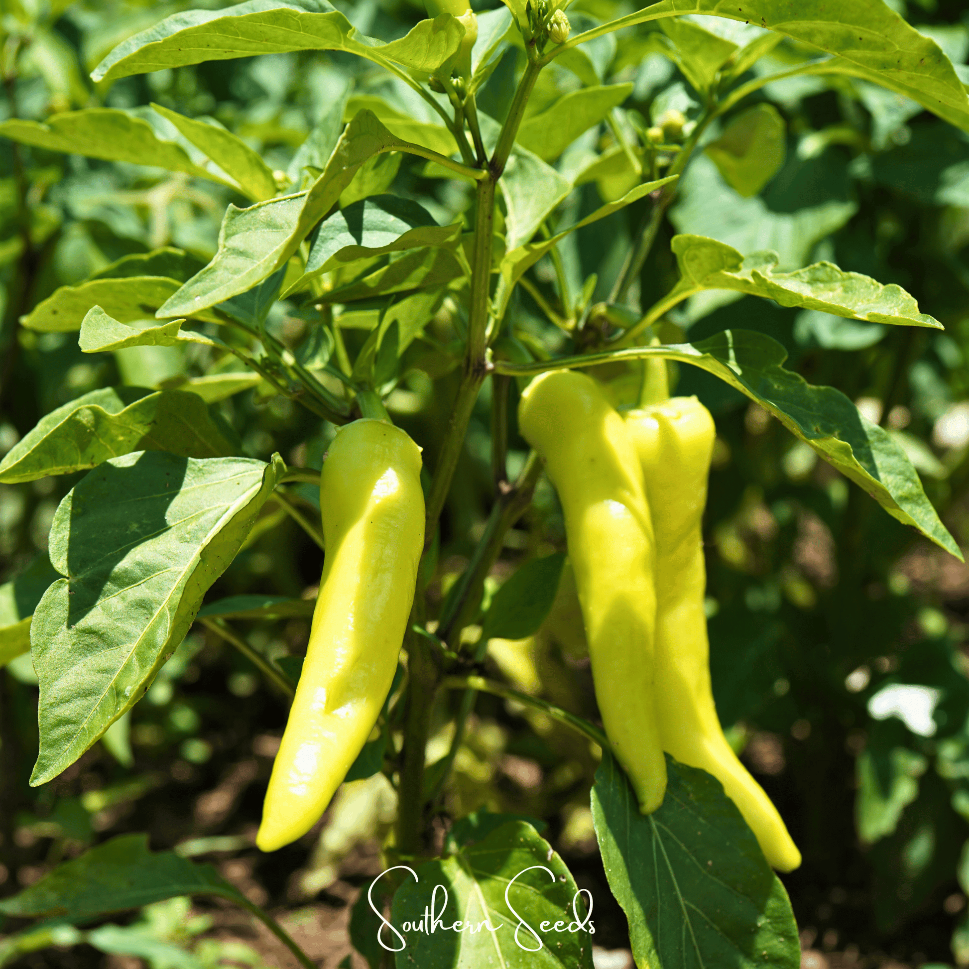 Yellow peppers growing on a plant with green leaves.
