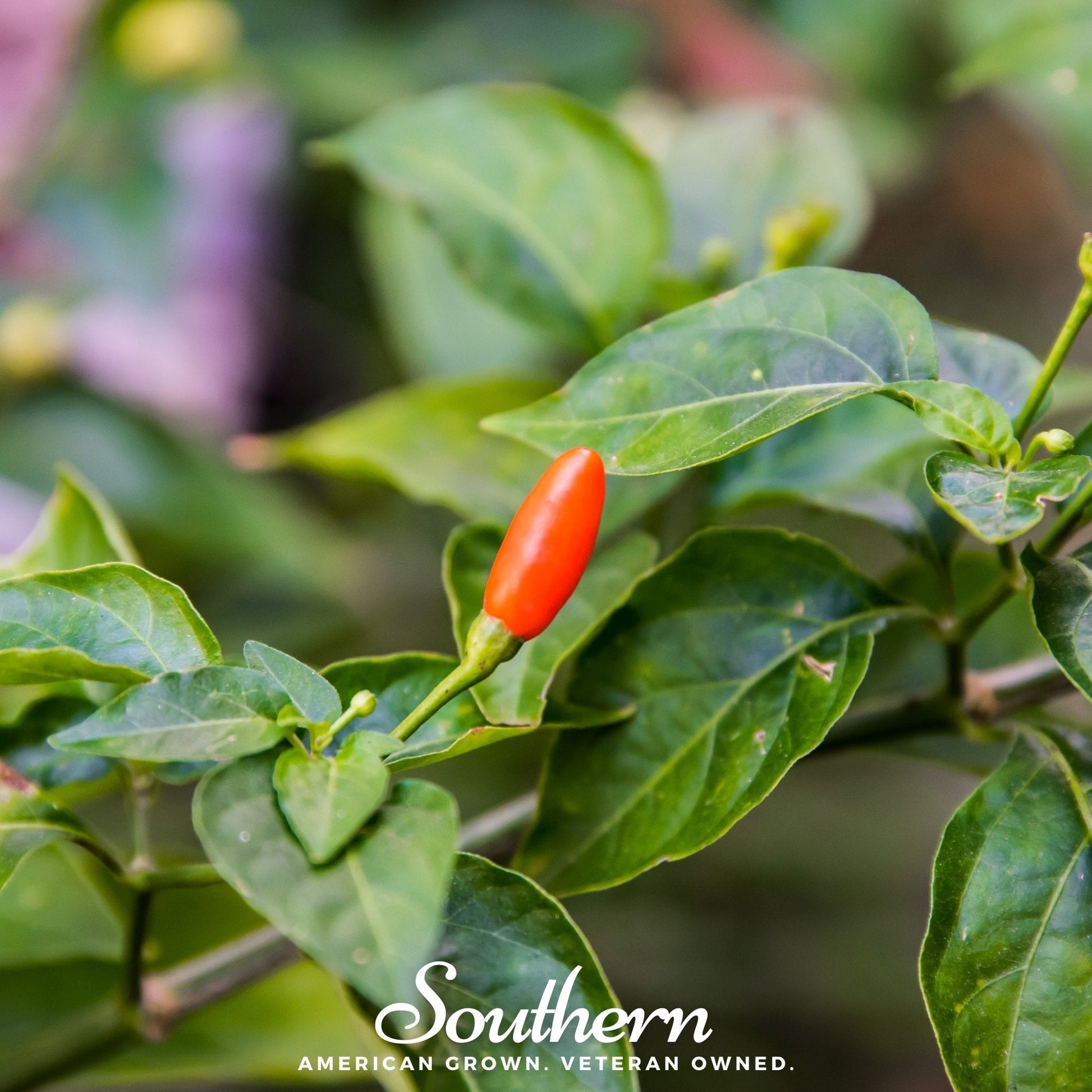 Red chili pepper on a green leafy plant with 'Southern' branding.