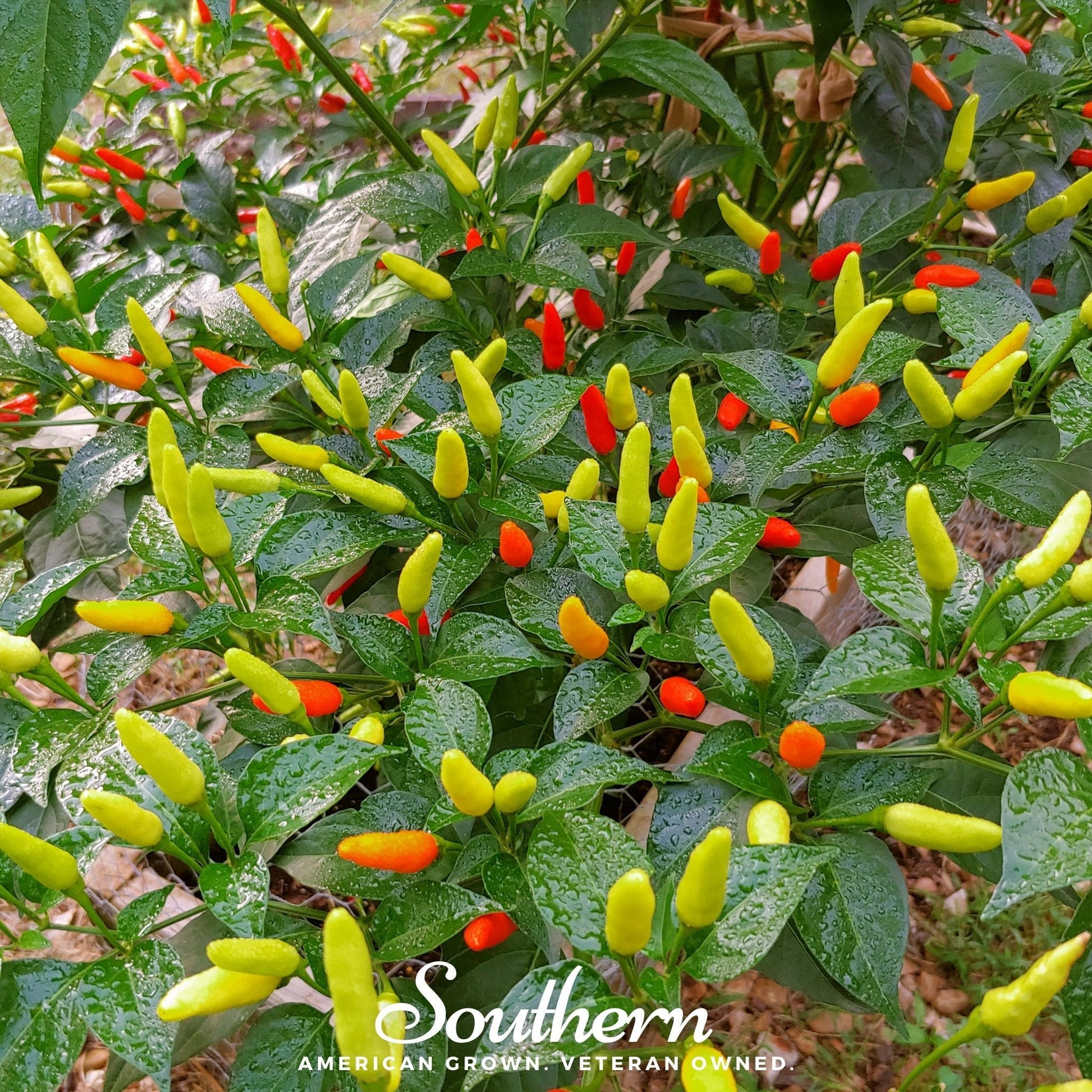 Growth of yellow and red peppers on a plant with 'Southern' branding.