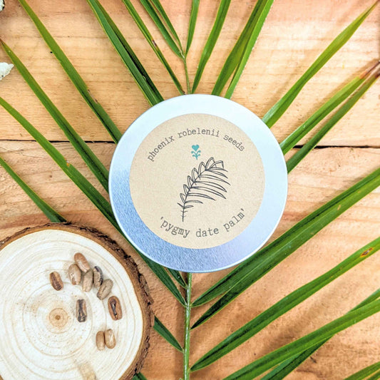 Phoenix Robelenii 'Pygmy Date Palm' Seeds